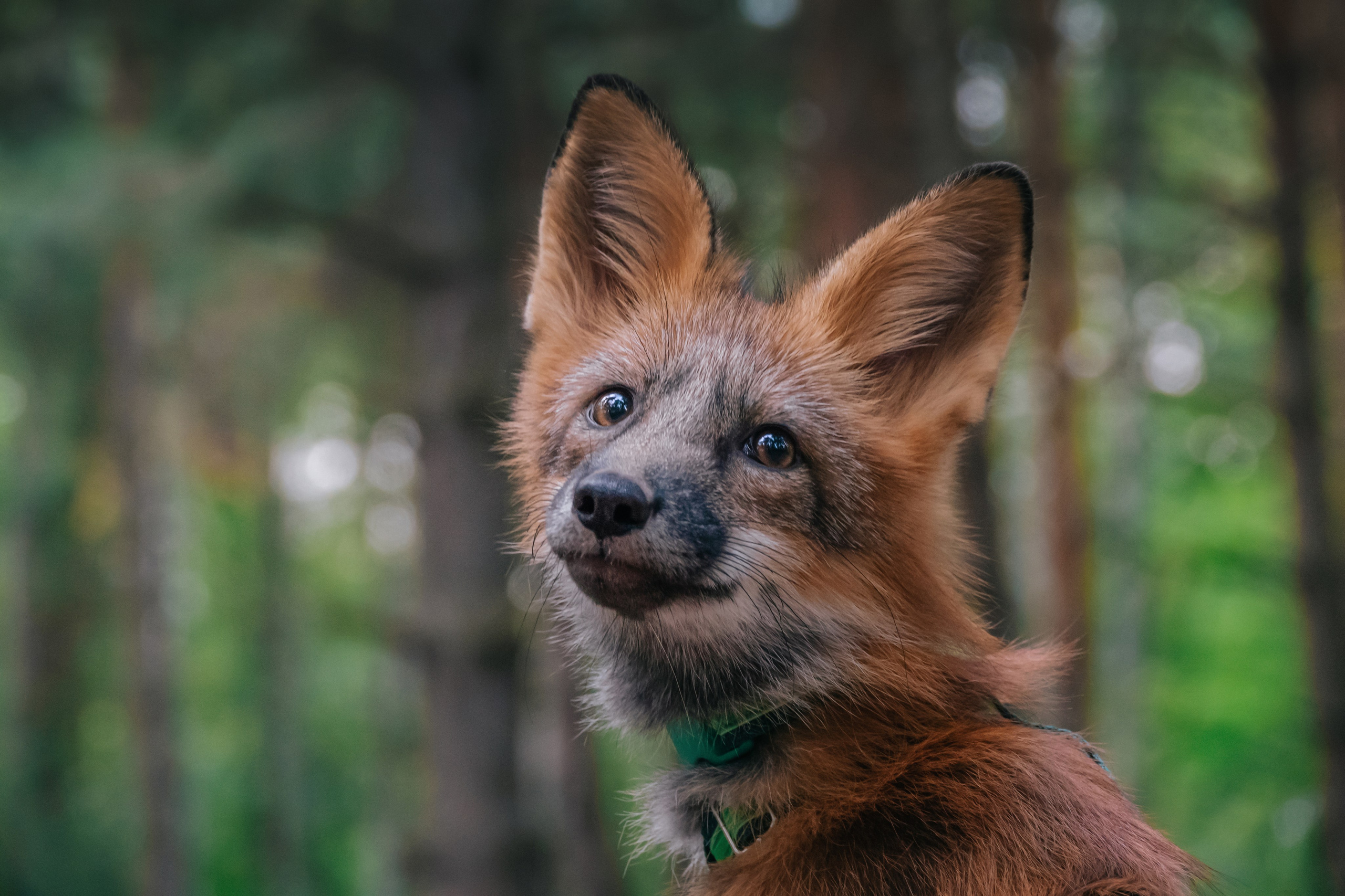 Фотограф-анималист в Москве Юлия Лайхо