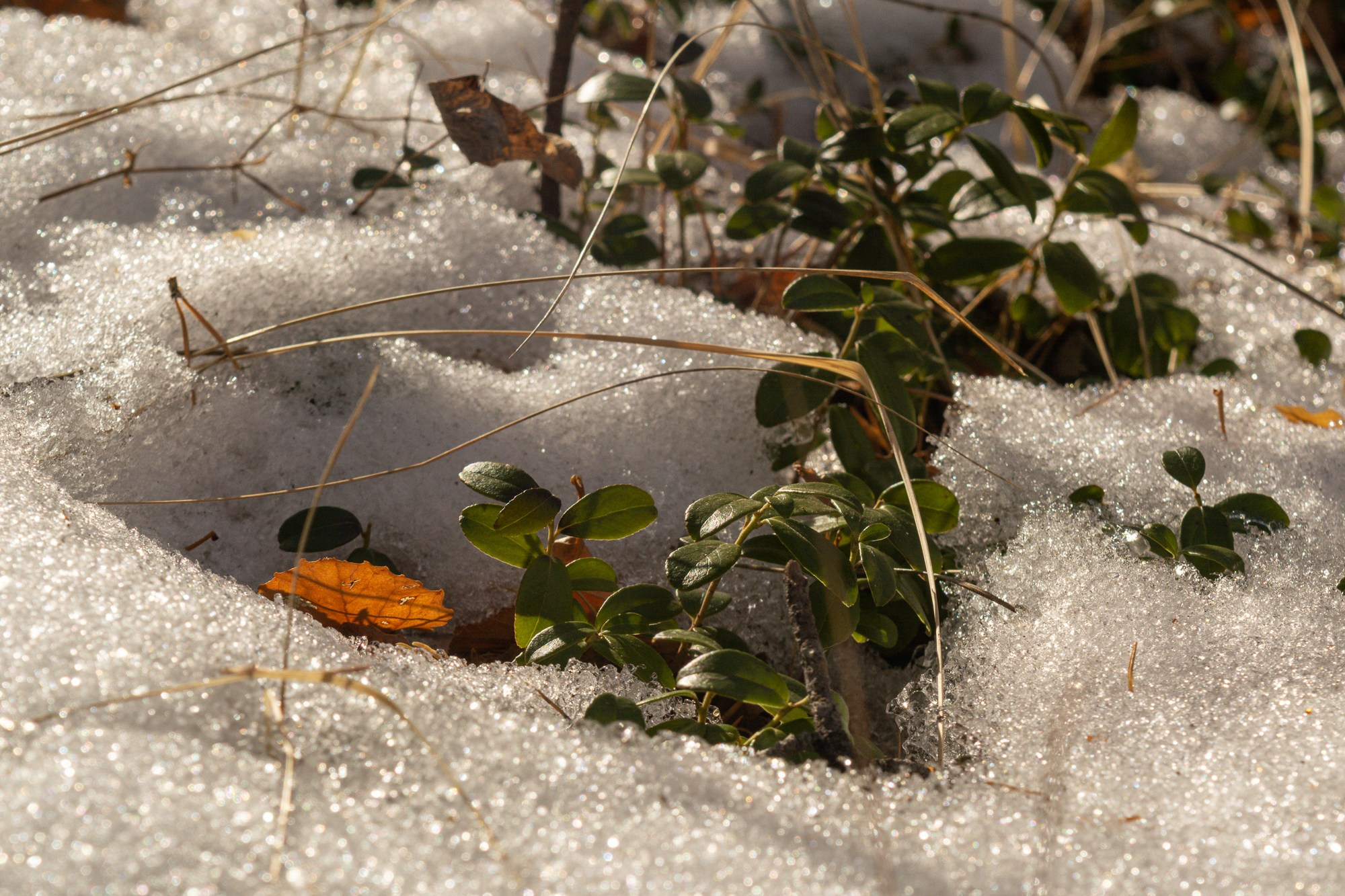 Разное. Репортажный фотограф г. Чита