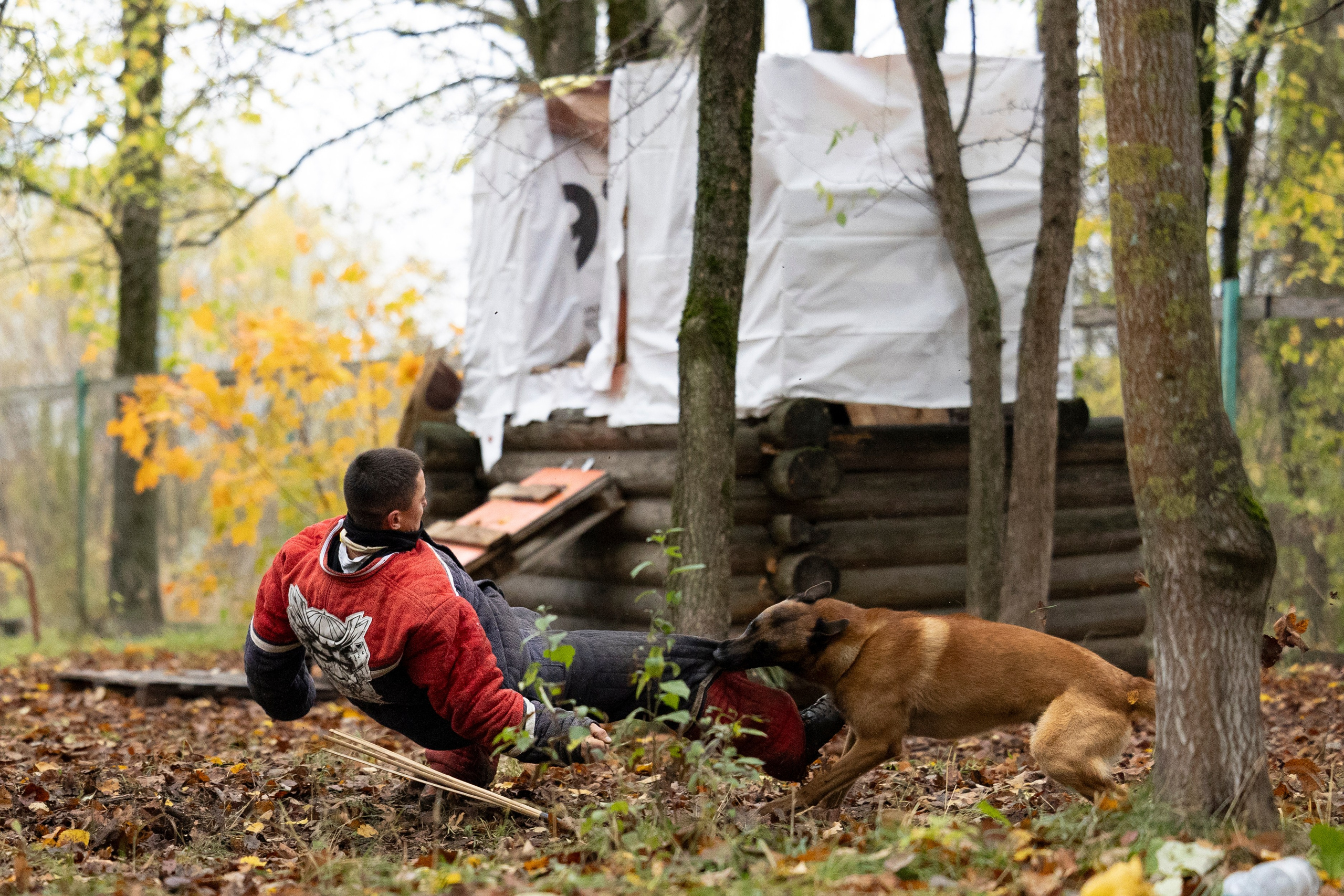 Соревнования по Мондьорингу г. Вологда. Фотограф-анималист Анна Маринич