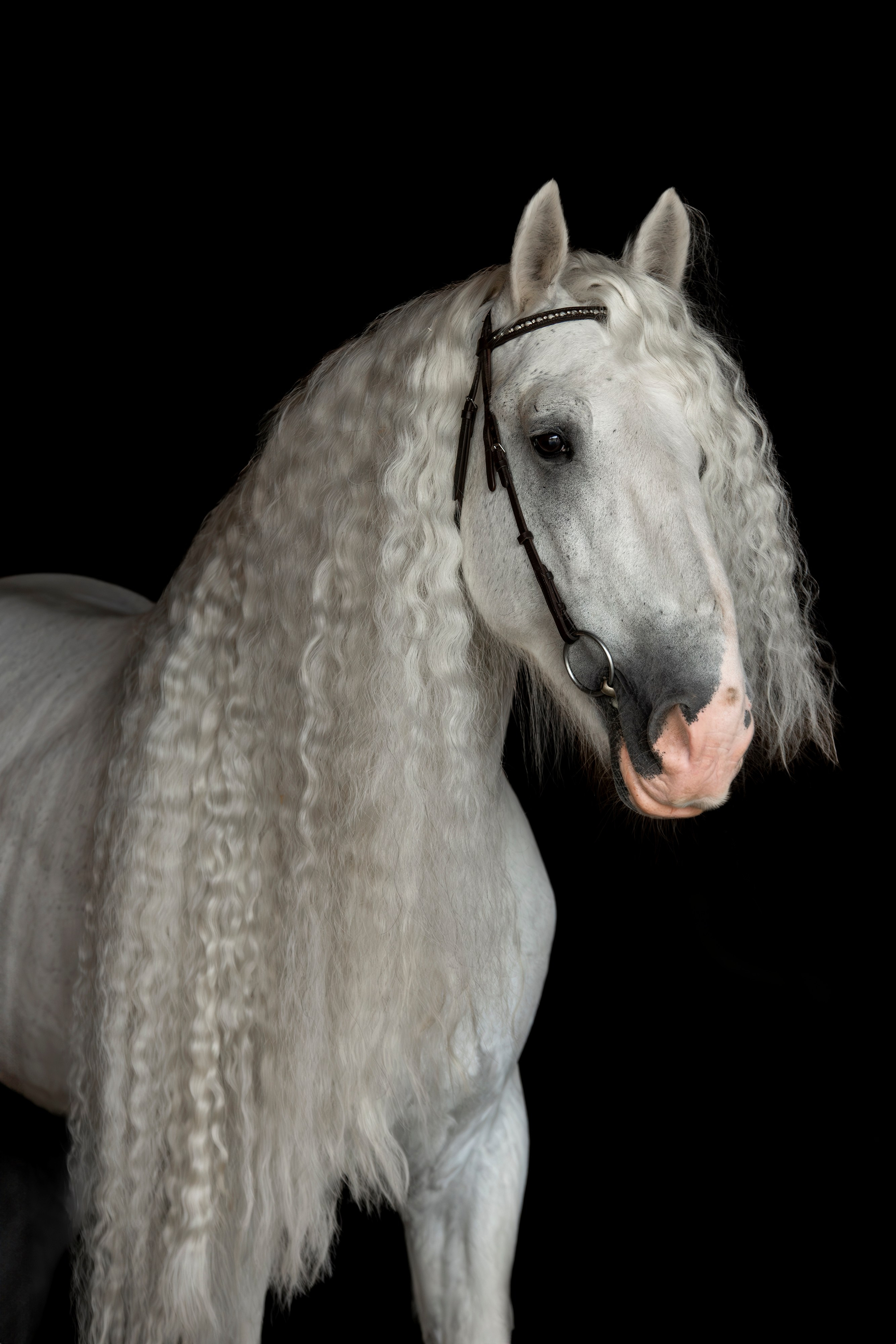 Лошади на свободе, съемка лошадей, экстерьерная съемка, фотосессия