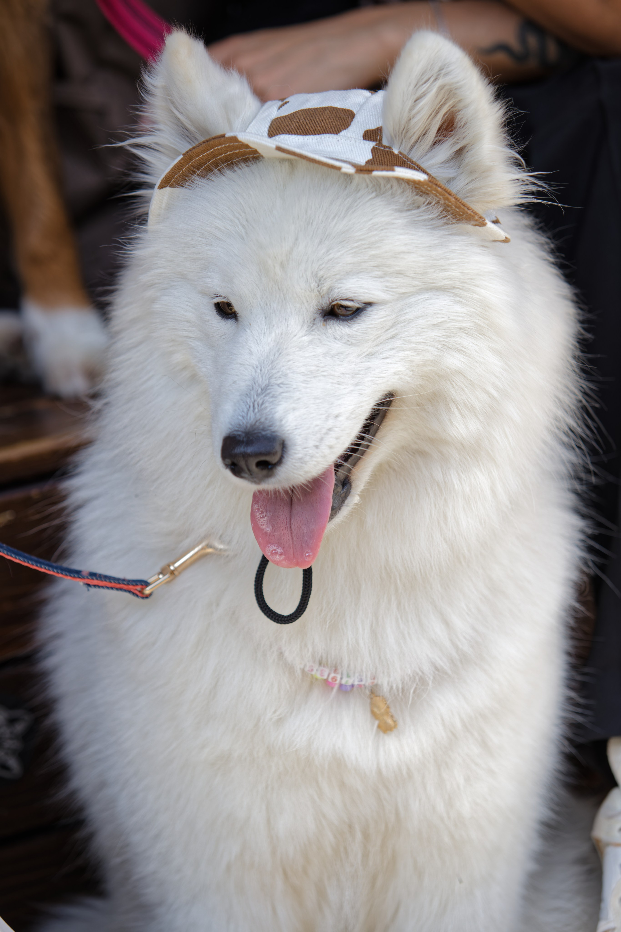 Вечеринка для собак Oh my dog 20.07.2025. Репортажный и спортивный фотограф в г. Пермь Зильберг Павел