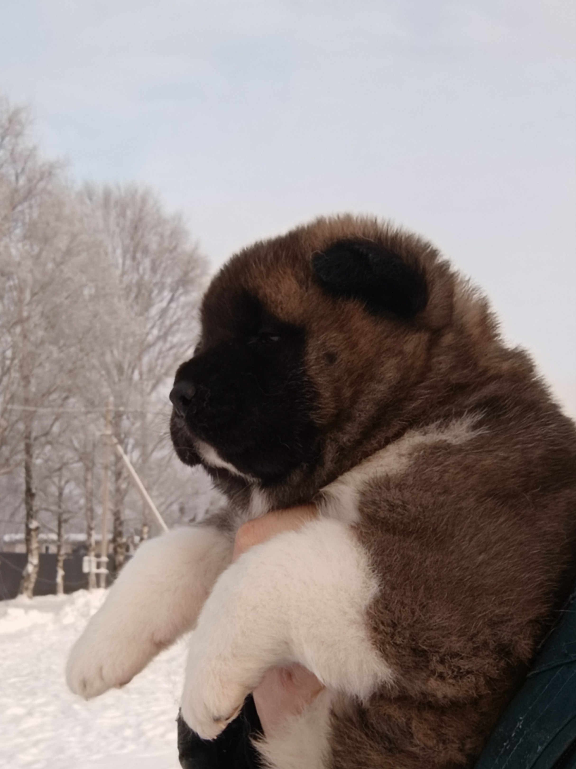 Rubylight Cirrus. Американская акита I Сиба ину I Питомник RUBYLIGHT