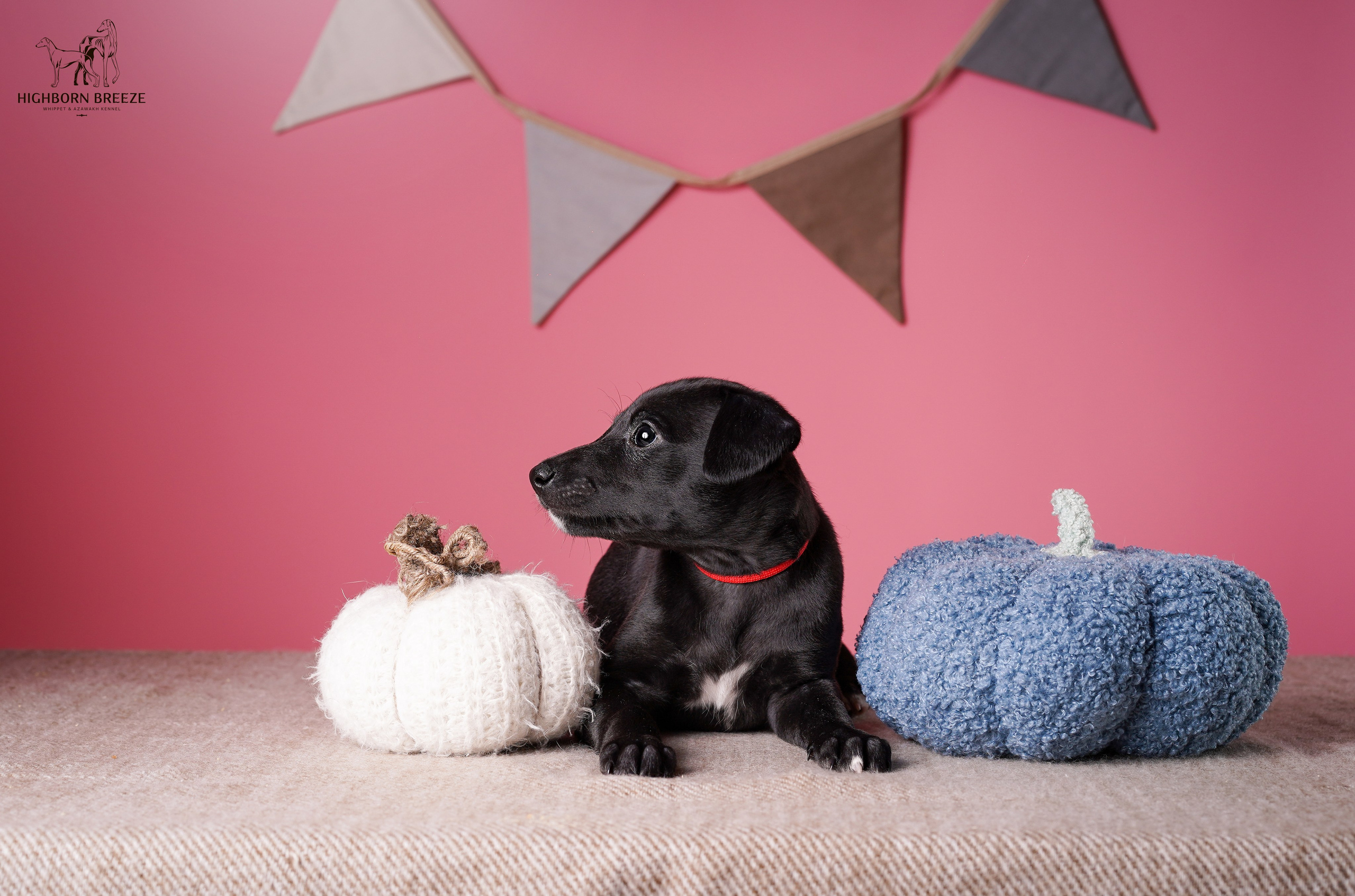 Щенки уиппета. Фотограф-анималист в Санкт-Петербурге Яна Мартынова