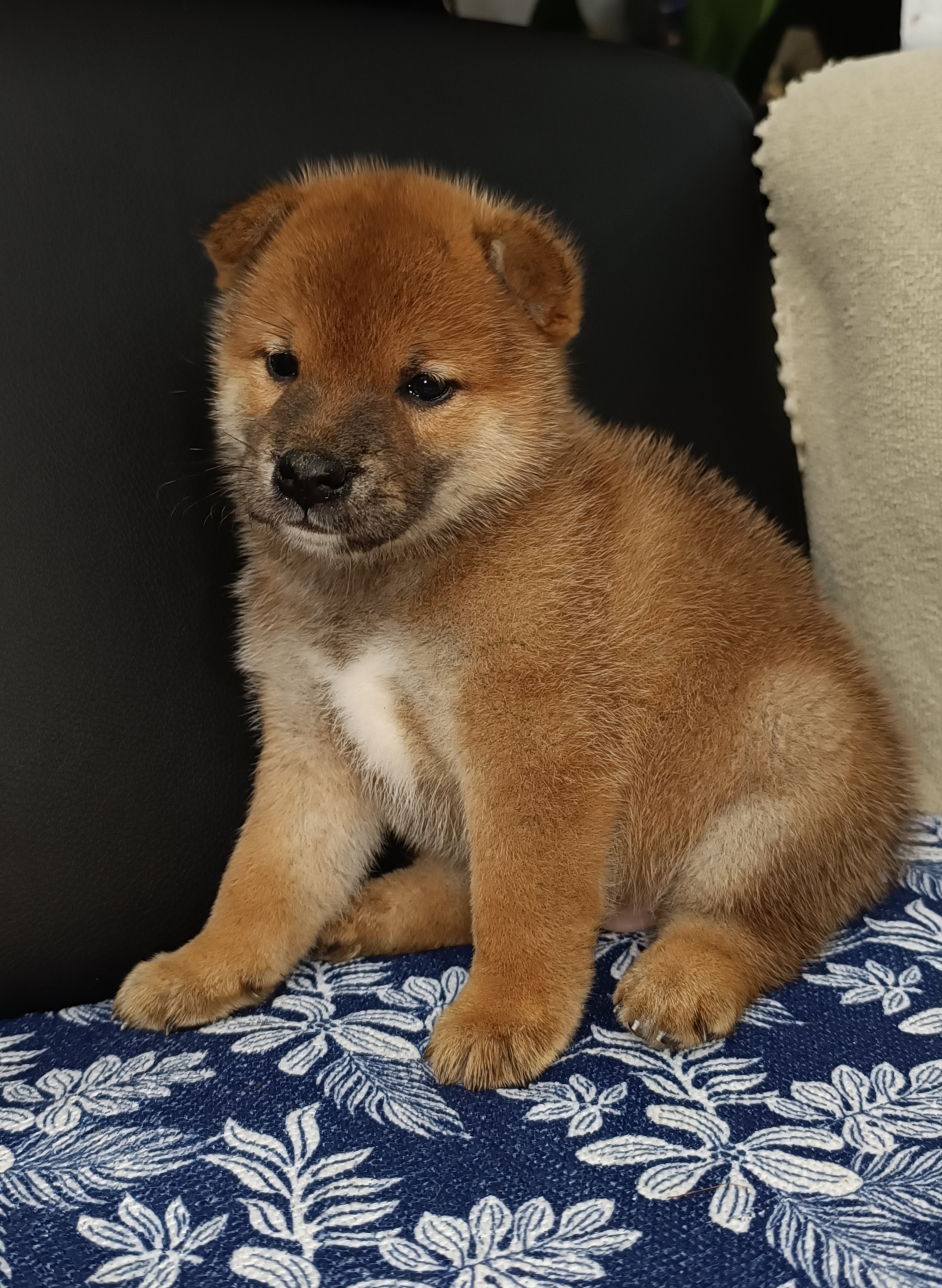 сиба питомник Рубилайт щенки на продажу rubylight  сиба щенки купить СПб Санкт-Петербург 