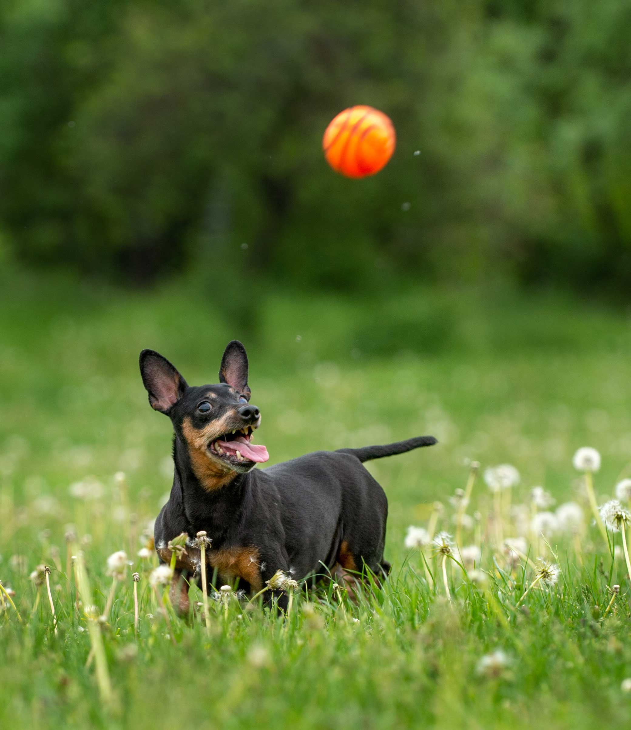 Собаки. Портретная и свадебная фотосъемка. Москва и область