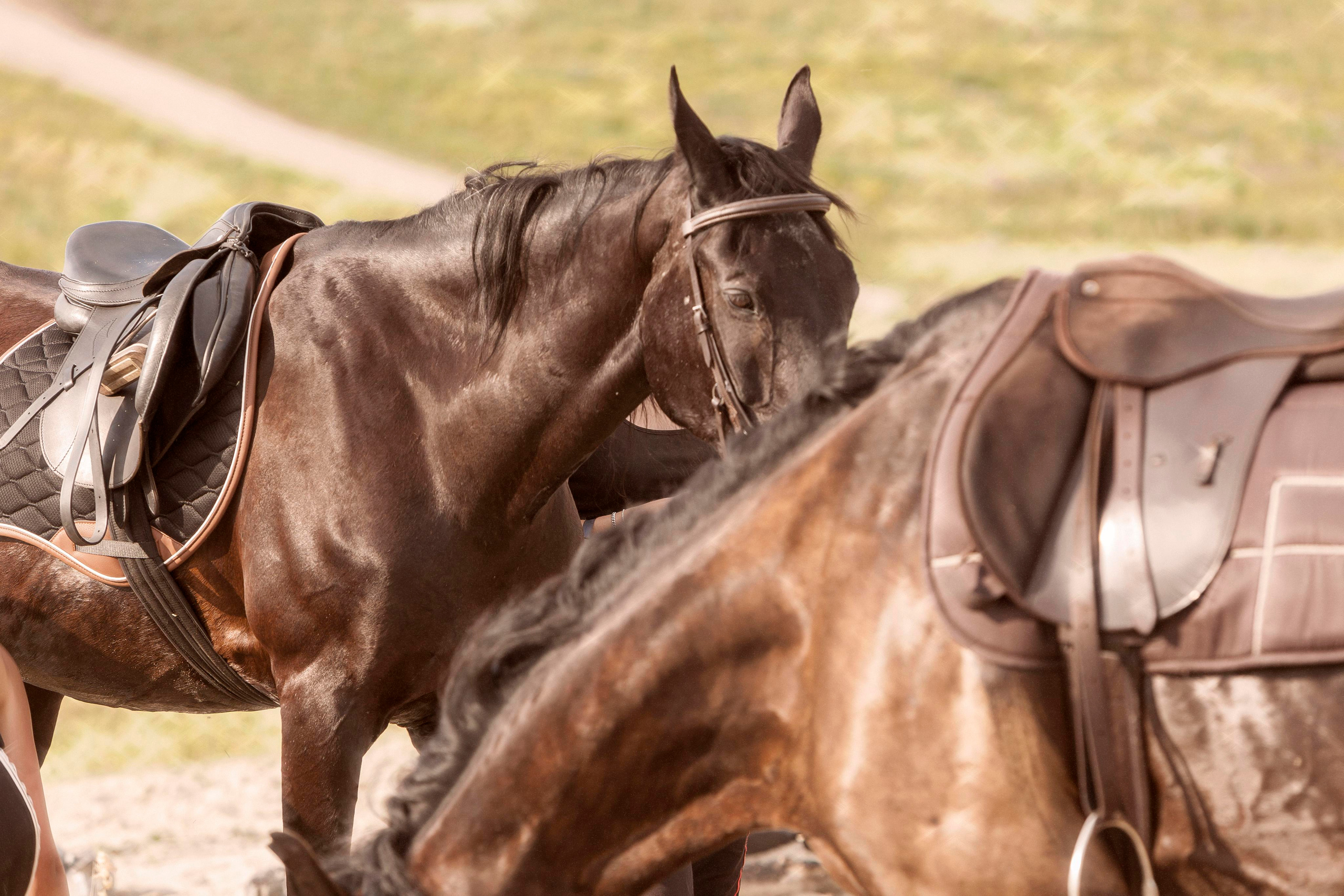 Фотосет Юли у моря на конях. Репортажный фотограф в Новосибирске