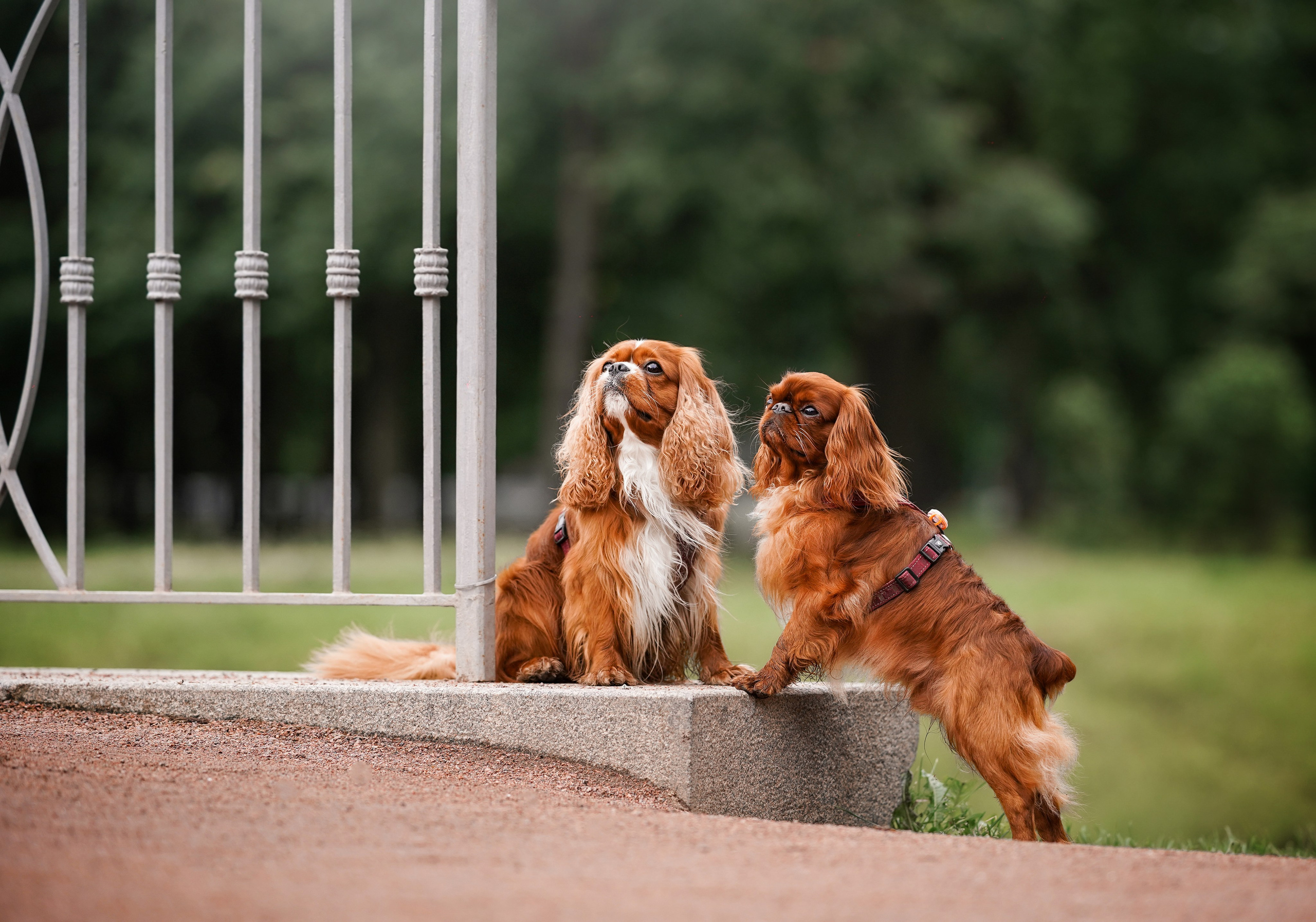 Юля Володя Гарри и Верон. Фотограф-анималист в Санкт-Петербурге Яна Мартынова