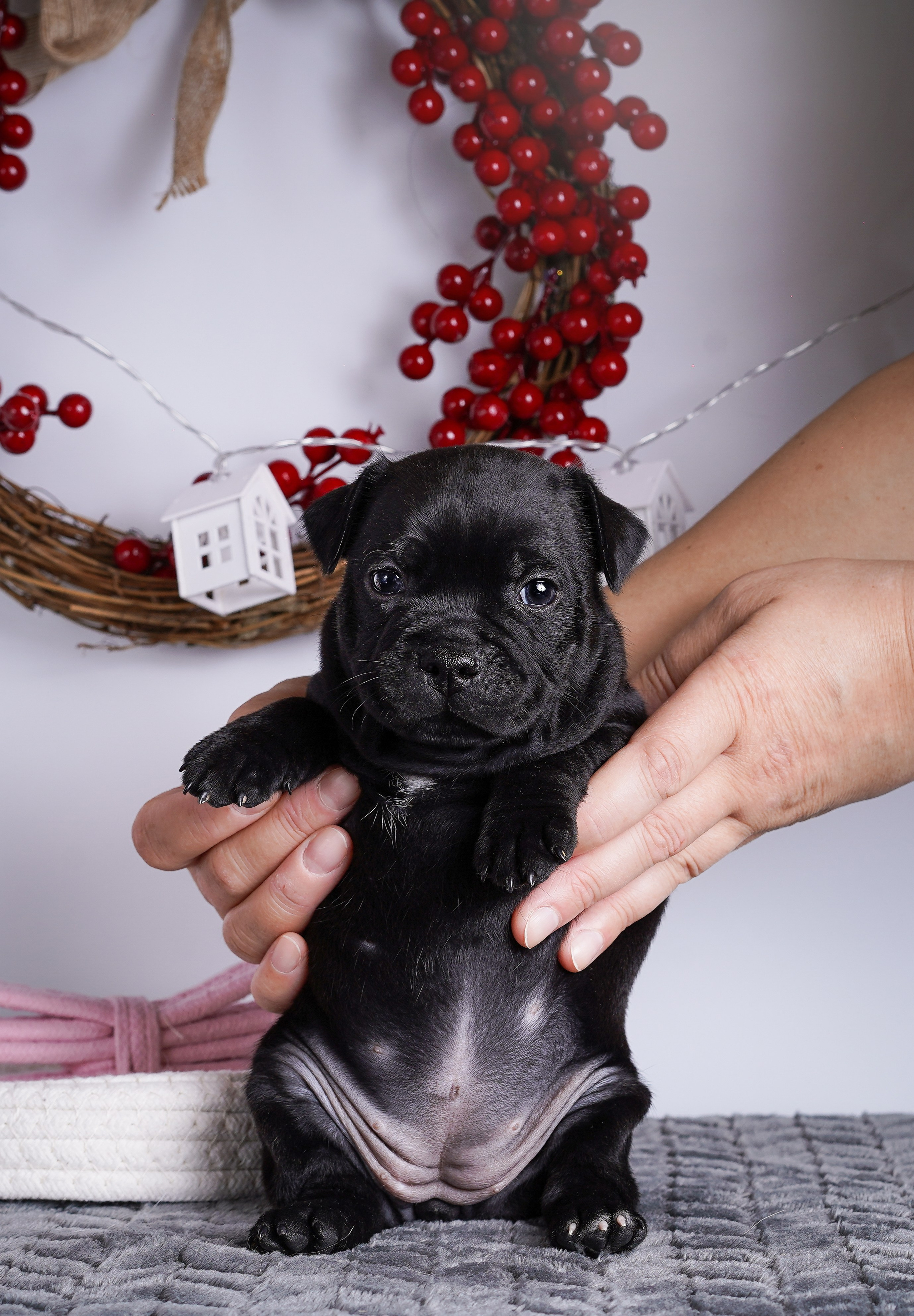 Щенки стаффи. Фотограф-анималист в Санкт-Петербурге Яна Мартынова