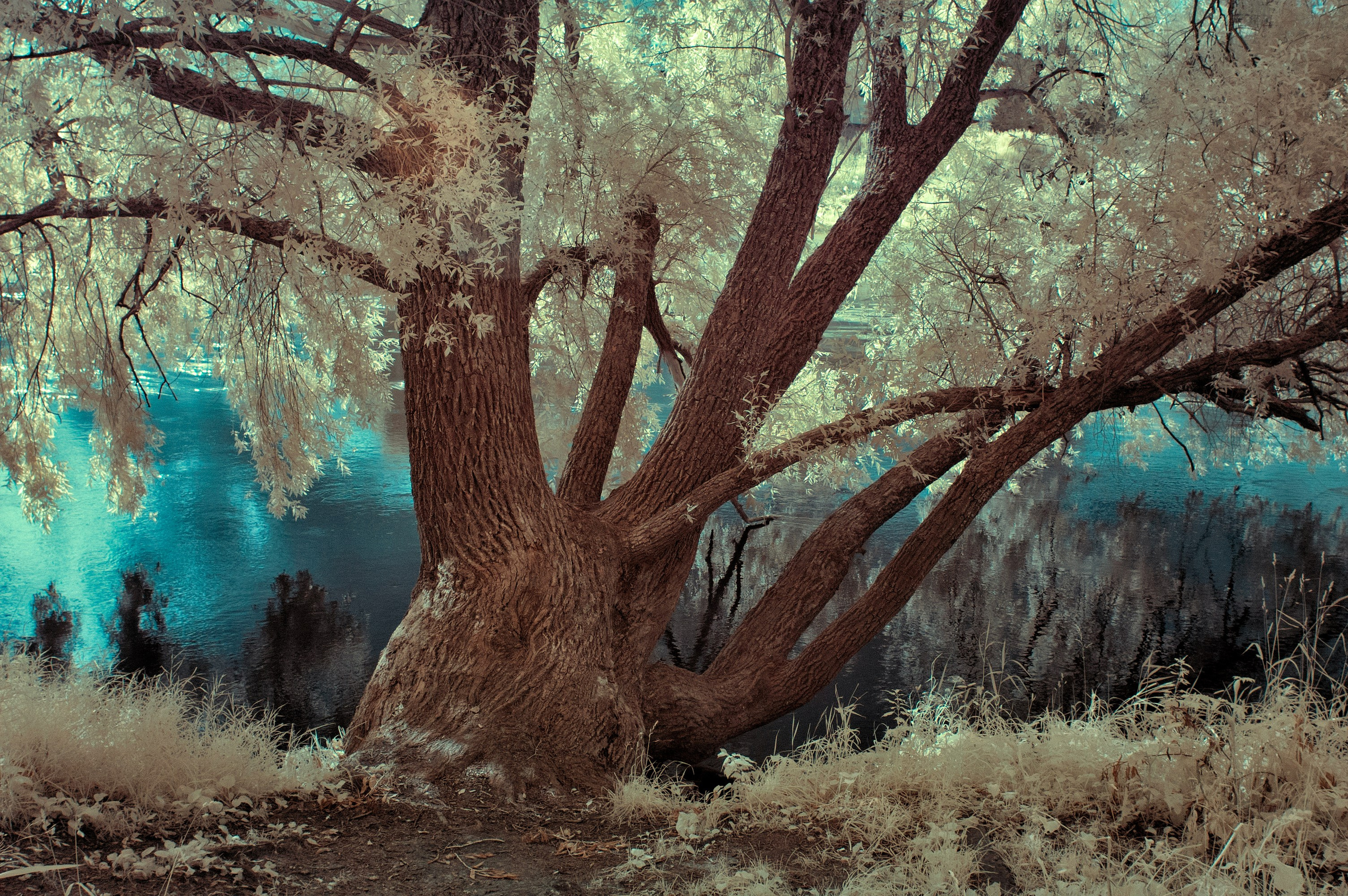 Infrared Photography. Solofilms