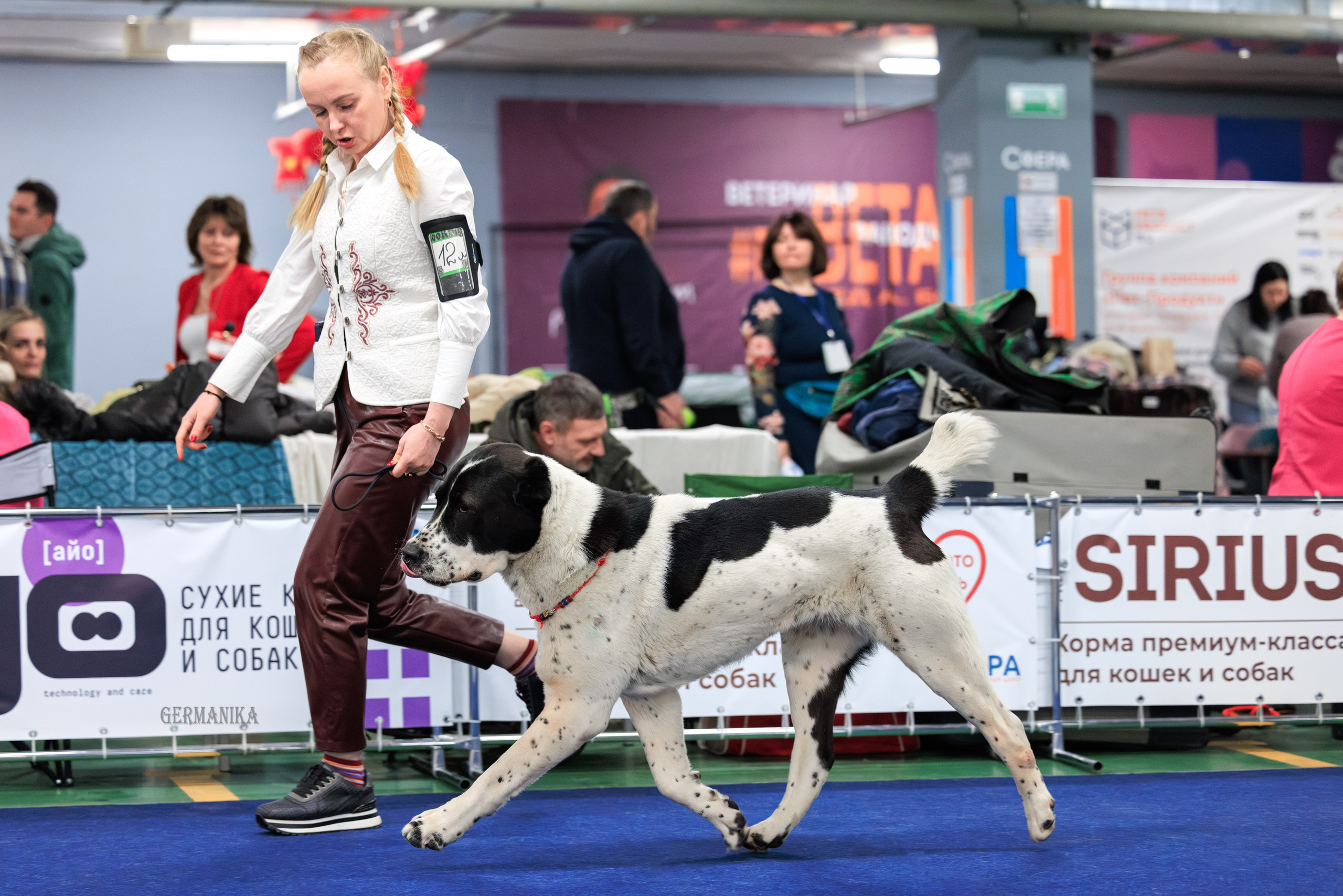 Сфера 08 и 10.03.2024 2хмоно ротвейлеров+2хмоно сао. Фотограф-анималист Юлия Германика
