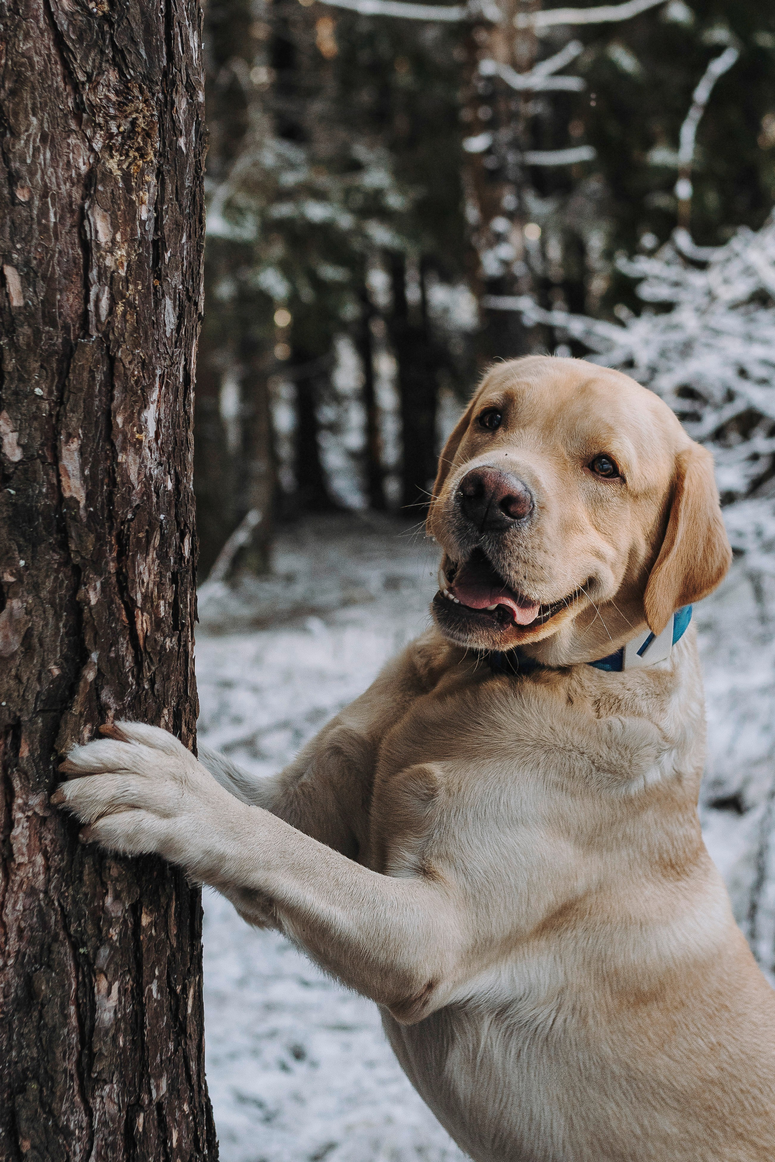 Аня и Честер. Фотограф анималист в Спб недорого Олеся Майорова