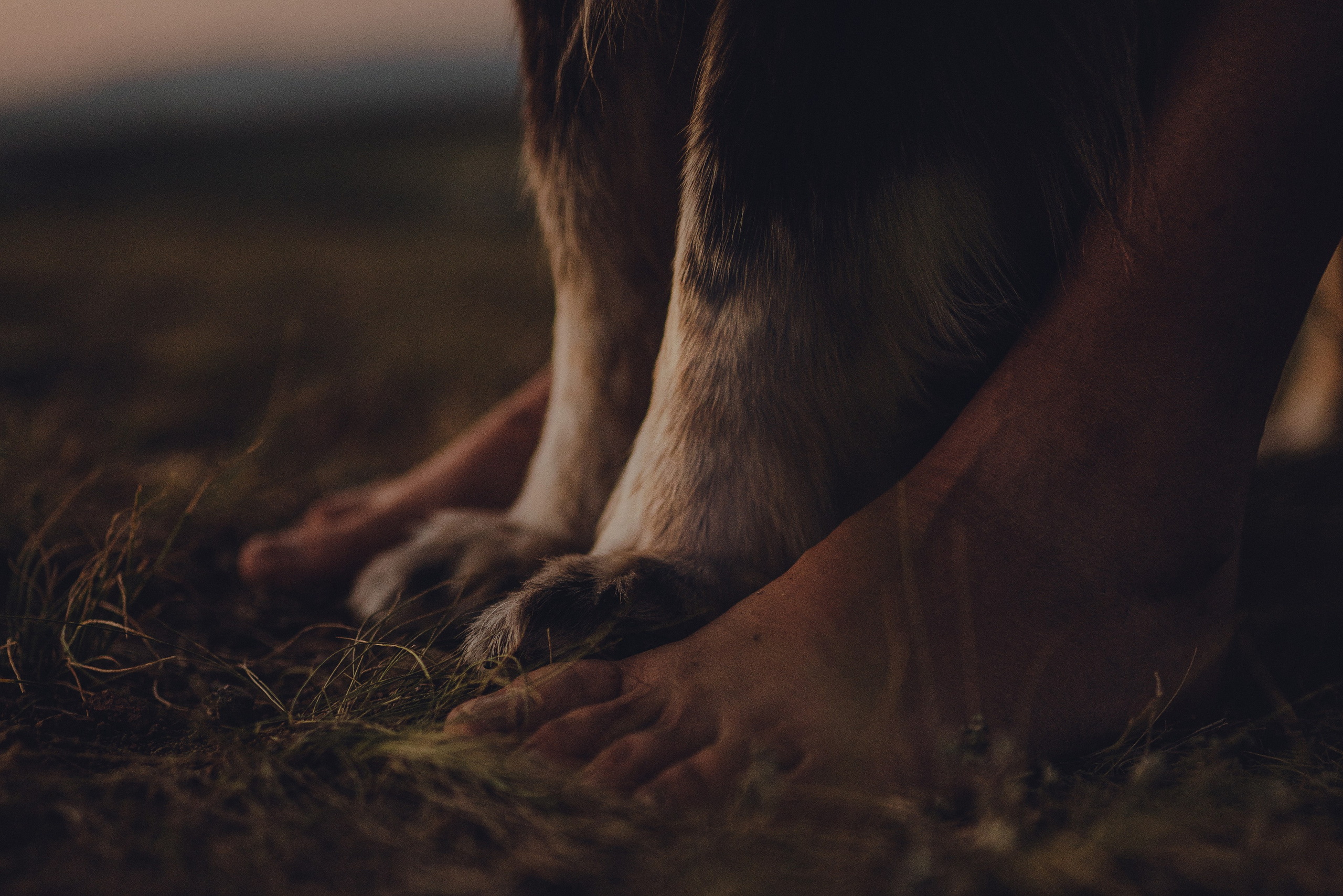 Настя и Умка. Фотограф анималист в Спб недорого Олеся Майорова