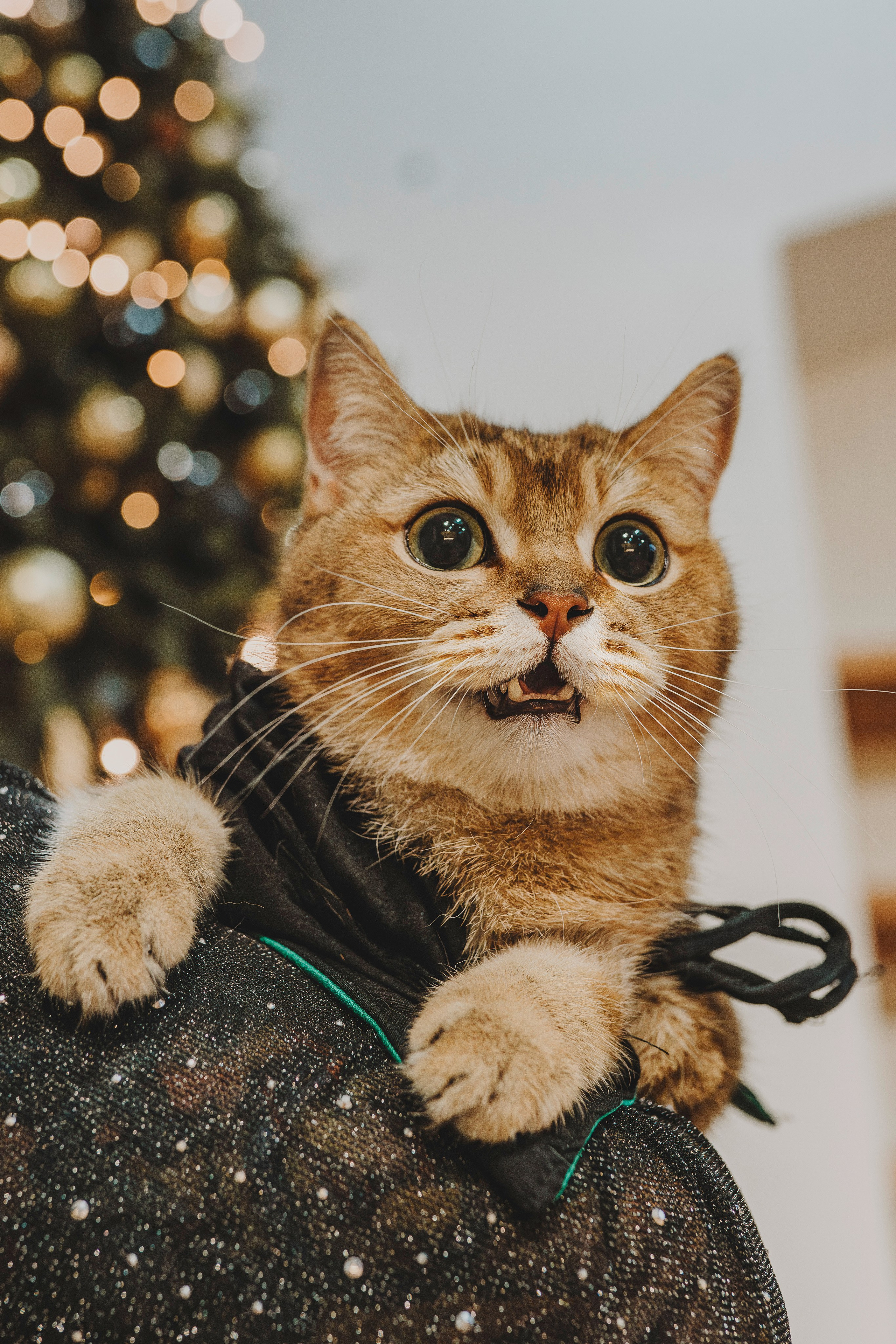 Аня, Андуин и Тесс. Фотограф анималист в Спб недорого Олеся Майорова