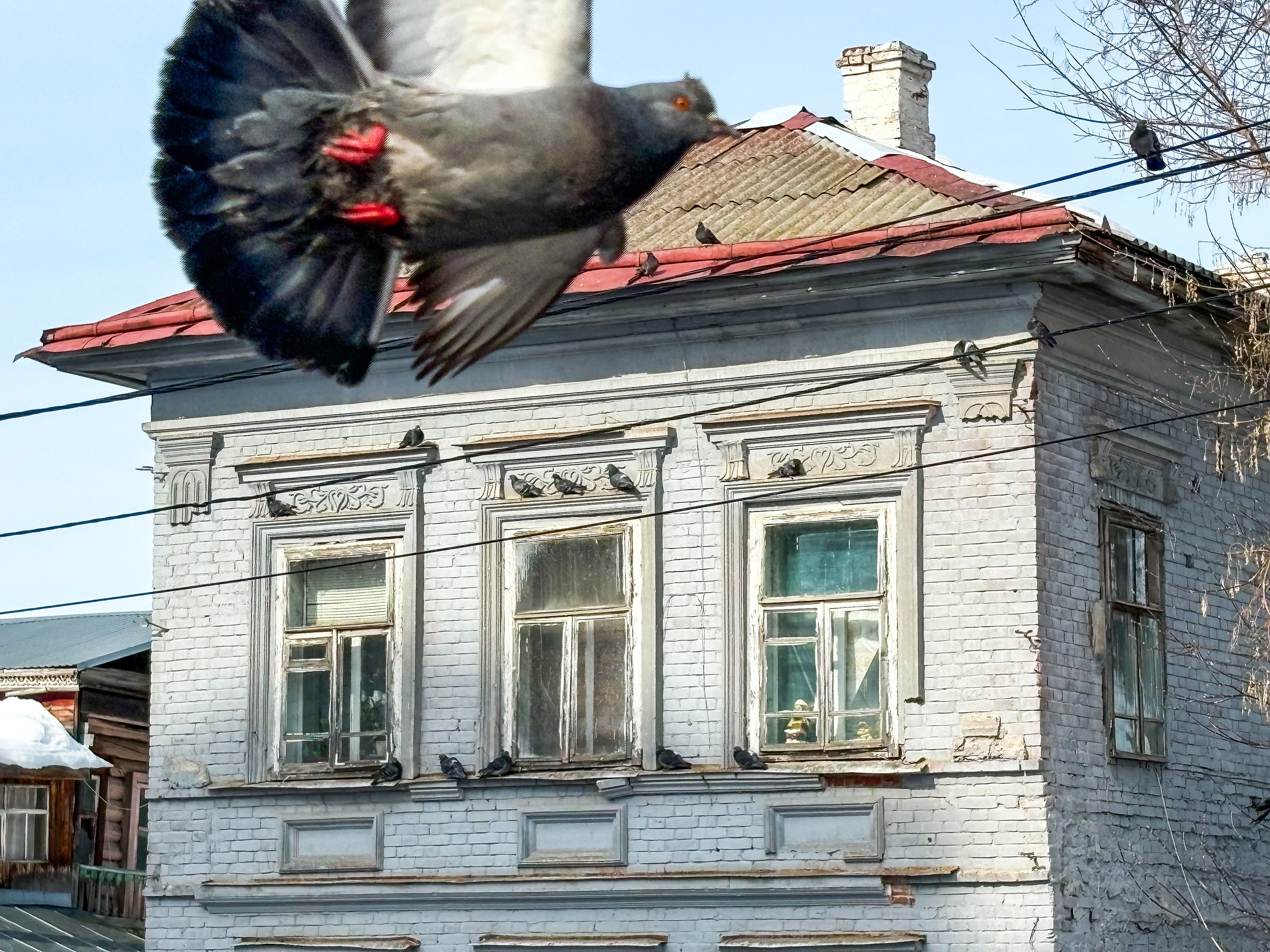 №127 Голубь. Улица Гоголя 39/1