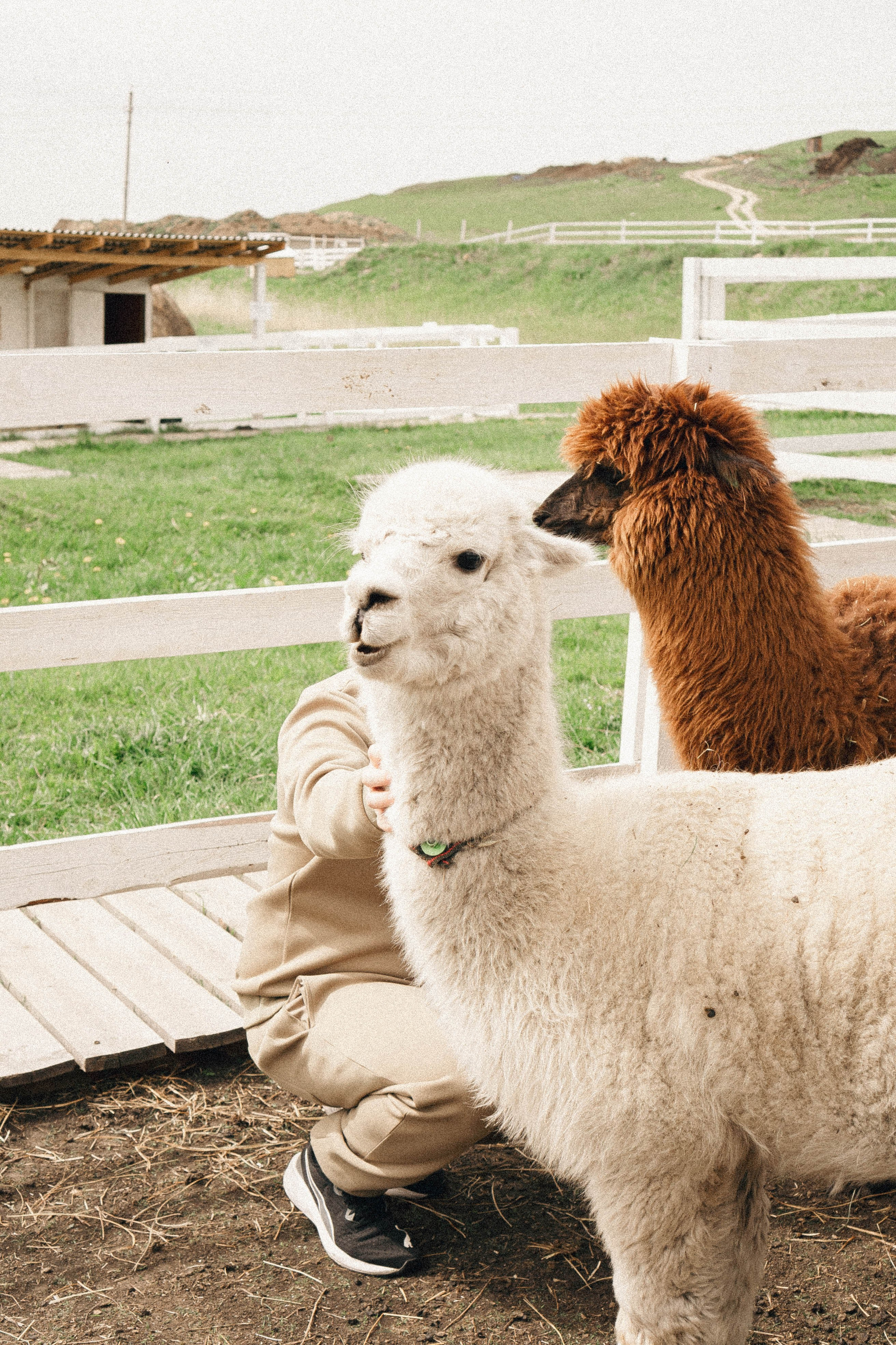 Ферма Альпак. Профессиональный фотограф, Санкт-Петербург — Виктория Богомолова