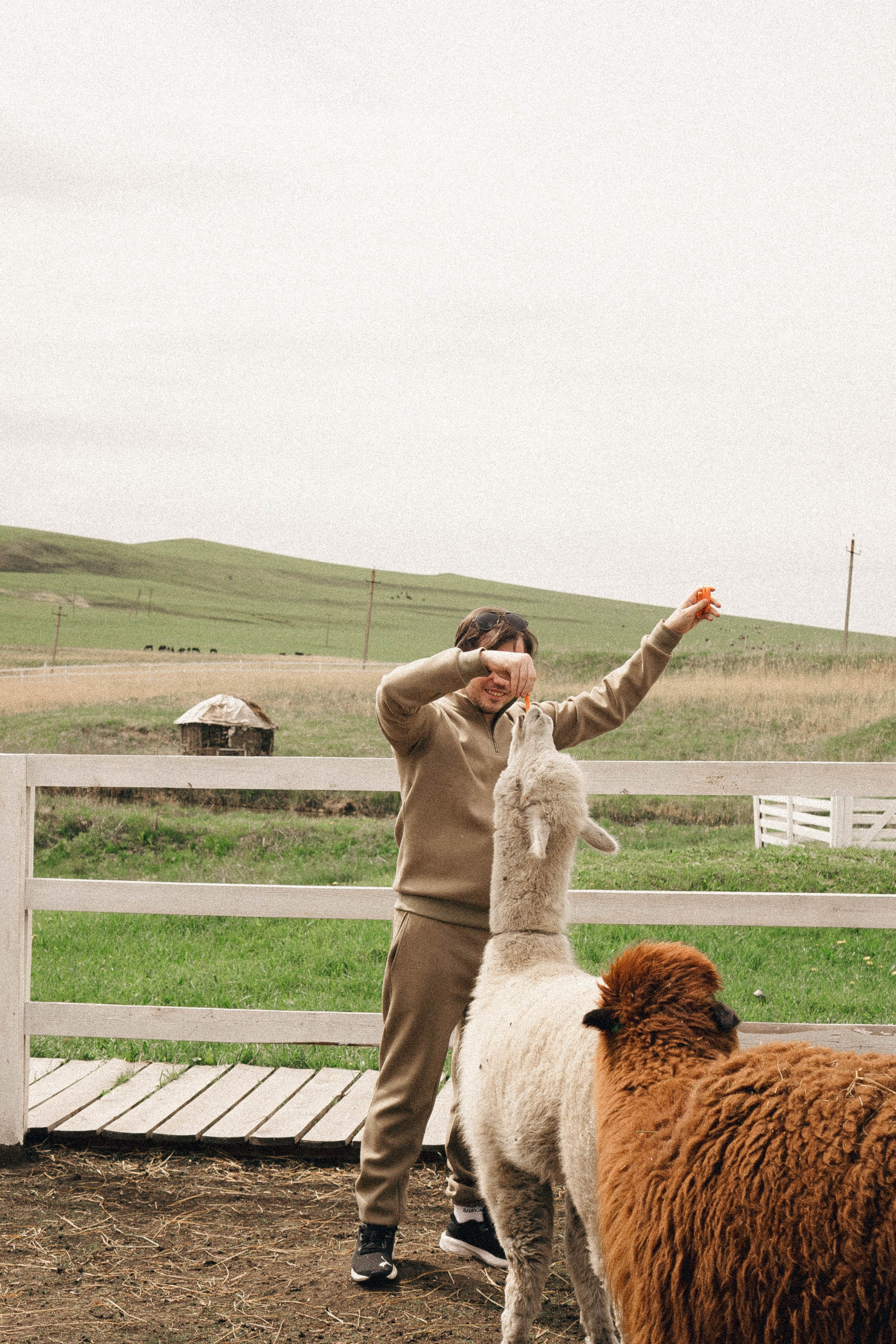 Ферма Альпак. Профессиональный фотограф, Санкт-Петербург — Виктория Богомолова