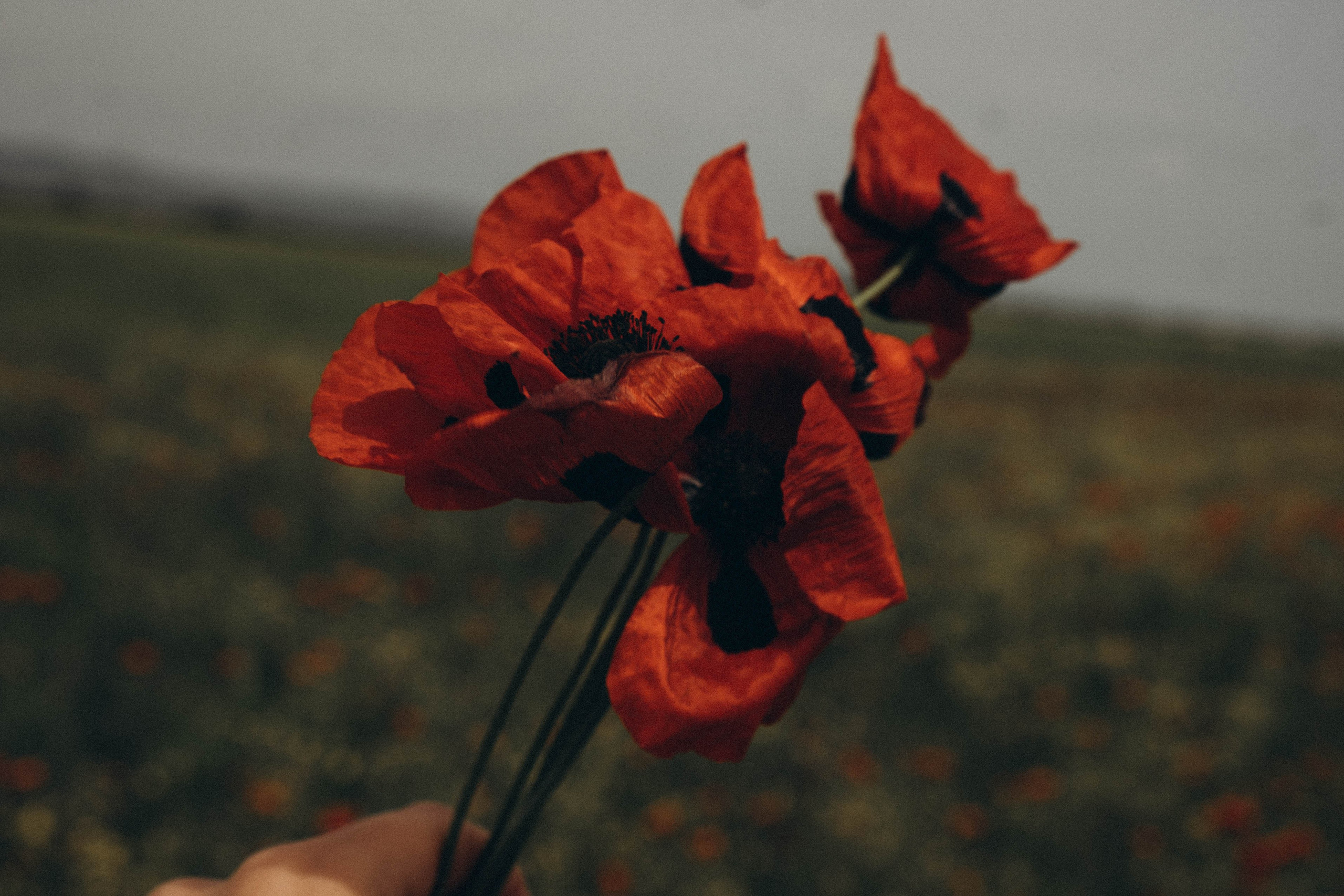 Путешествие в Дагестане. Профессиональный фотограф, Санкт-Петербург — Виктория Богомолова
