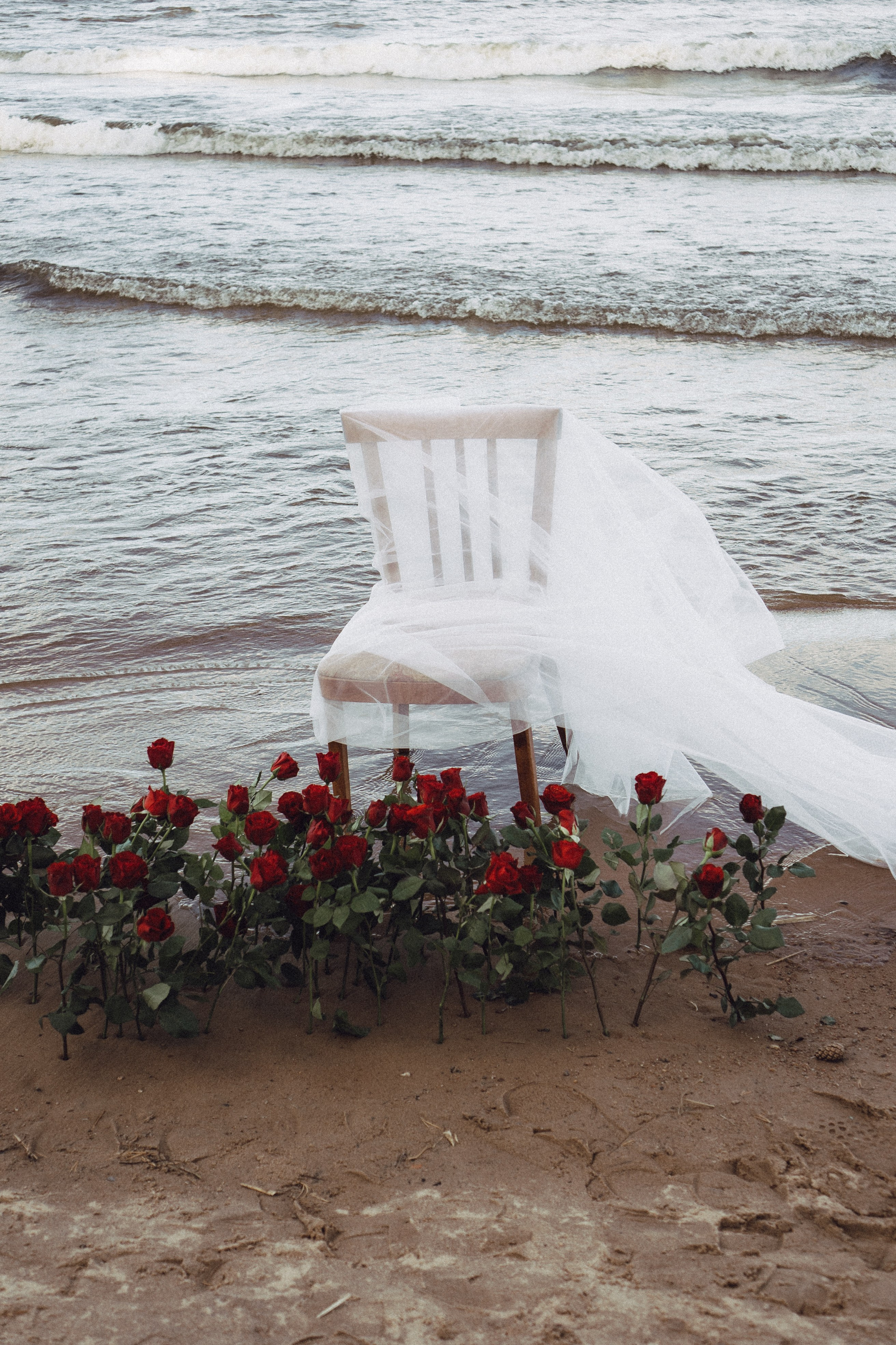 Розы. Профессиональный фотограф, Санкт-Петербург — Виктория Богомолова