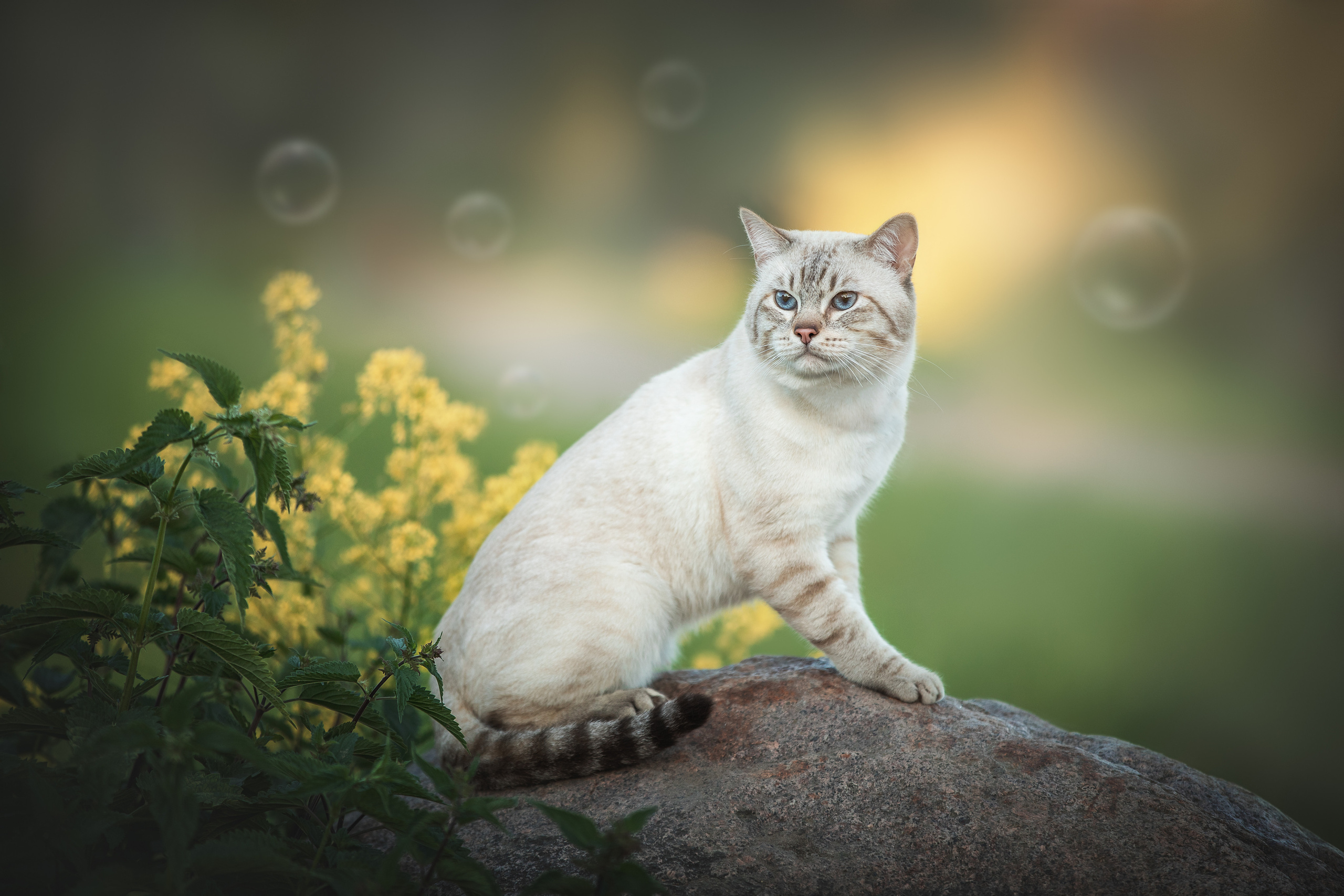 Питомник тайских кошек в Санкт-Петербурге Noyland