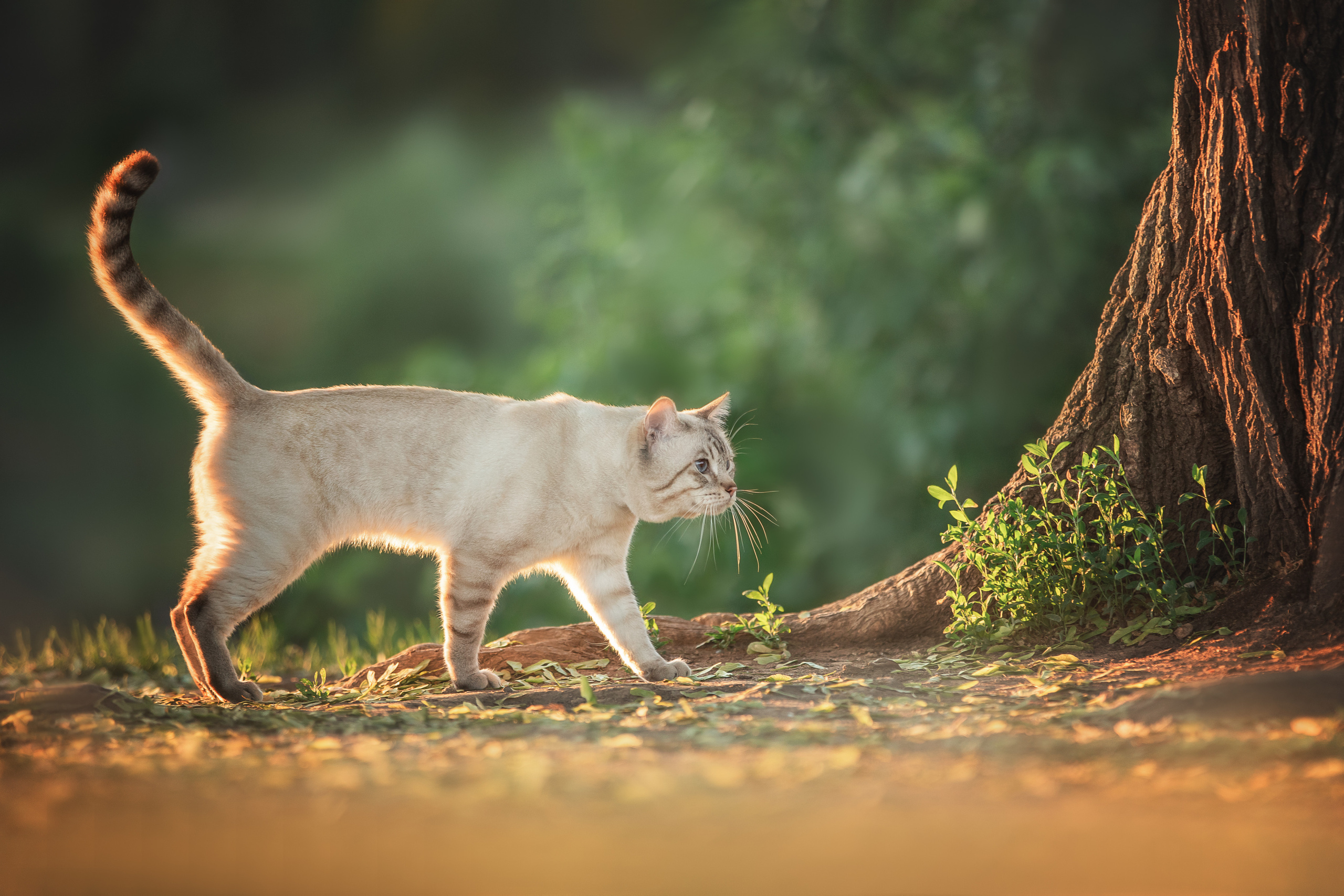 Питомник тайских кошек в Санкт-Петербурге Noyland