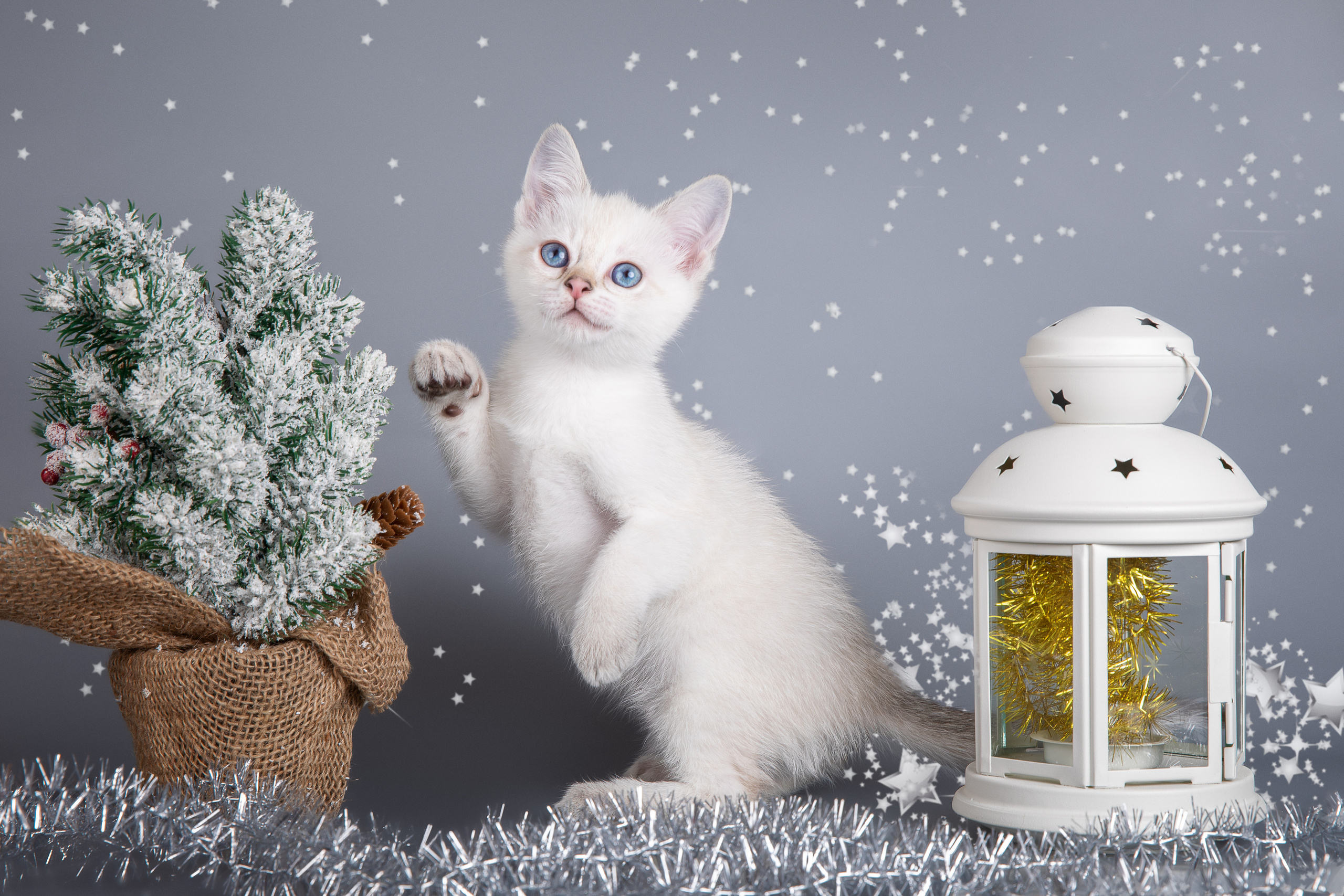 Питомник тайских кошек в Санкт-Петербурге Noyland