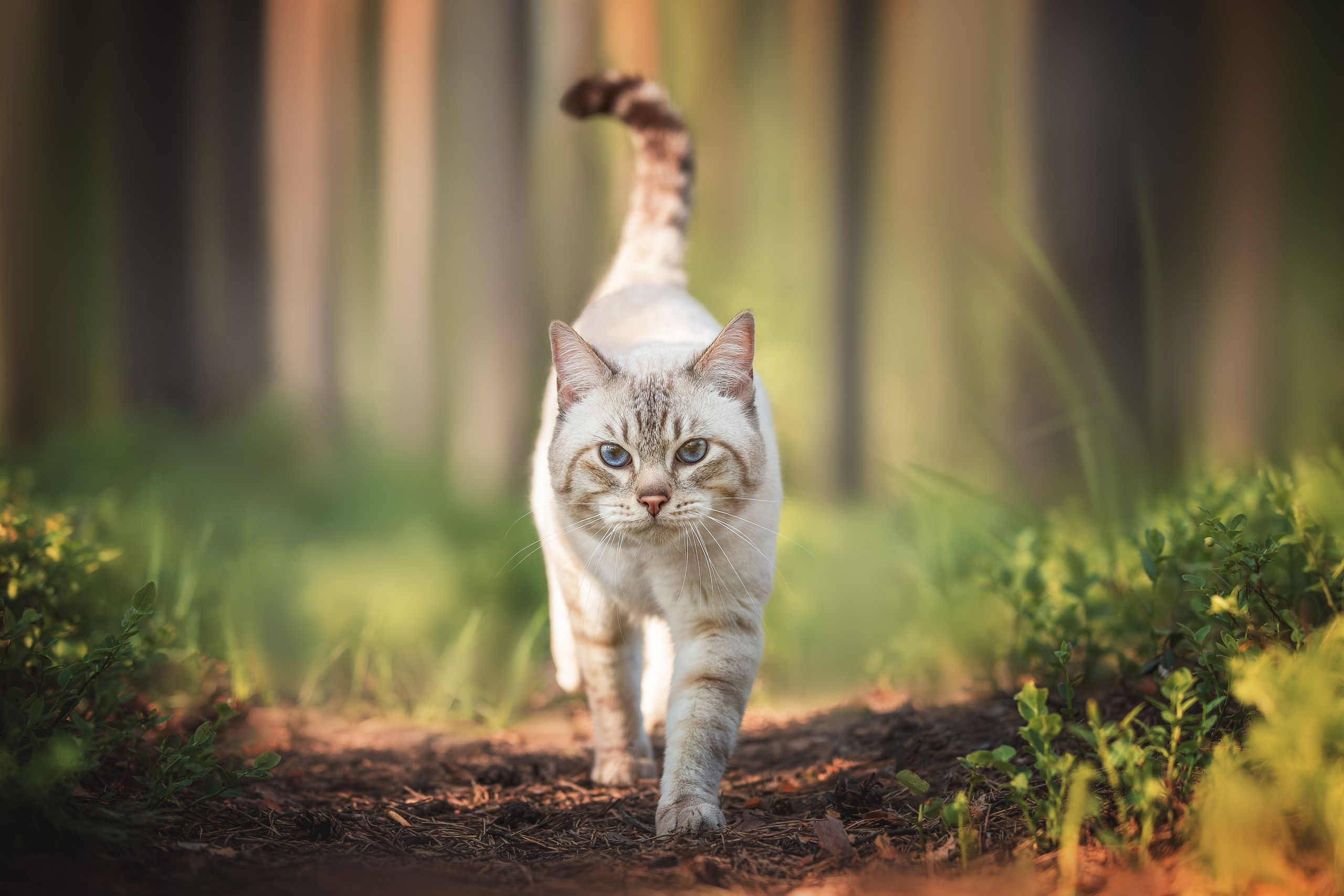 Питомник тайских кошек в Санкт-Петербурге Noyland