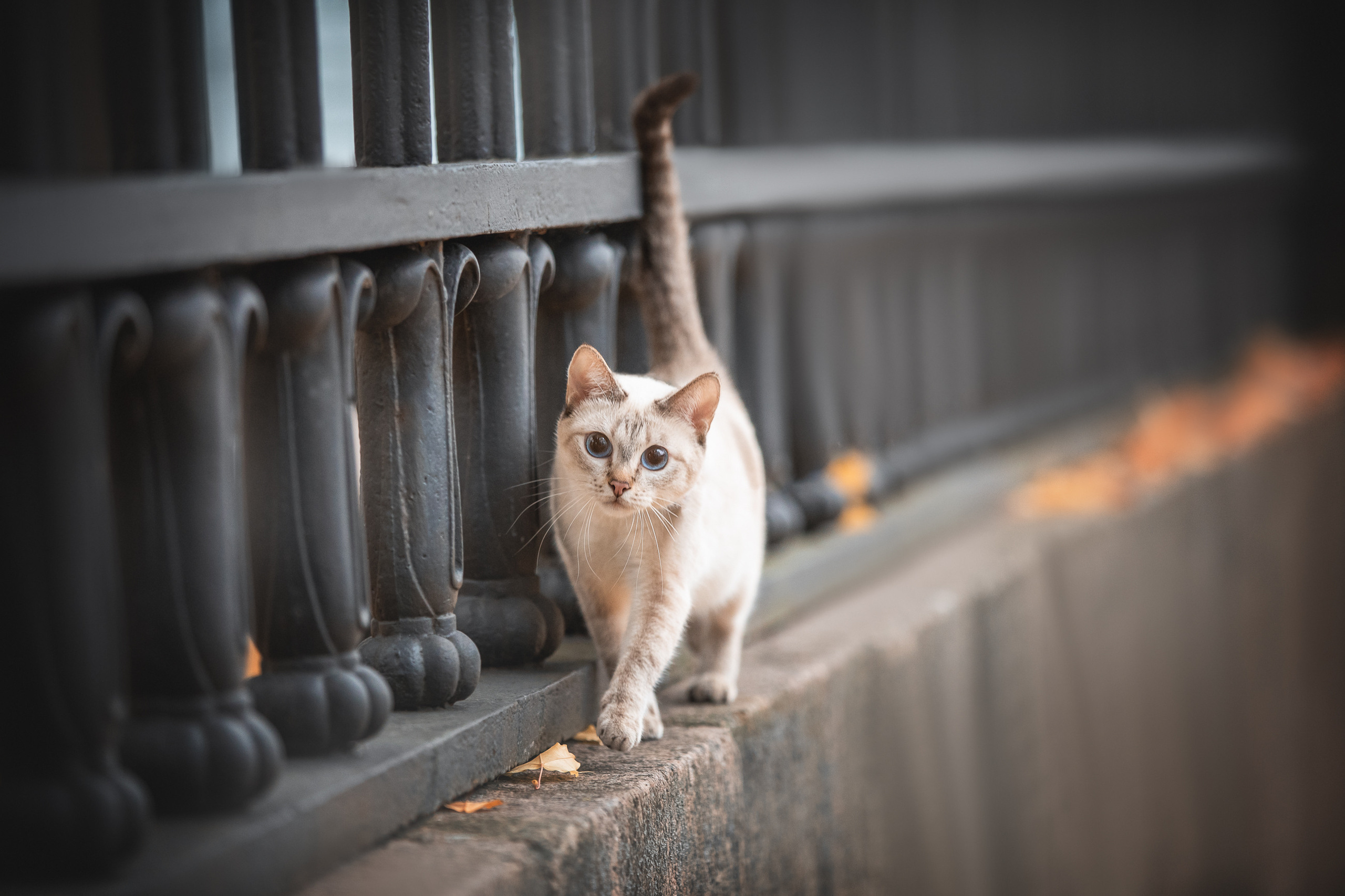 Питомник тайских кошек в Санкт-Петербурге Noyland