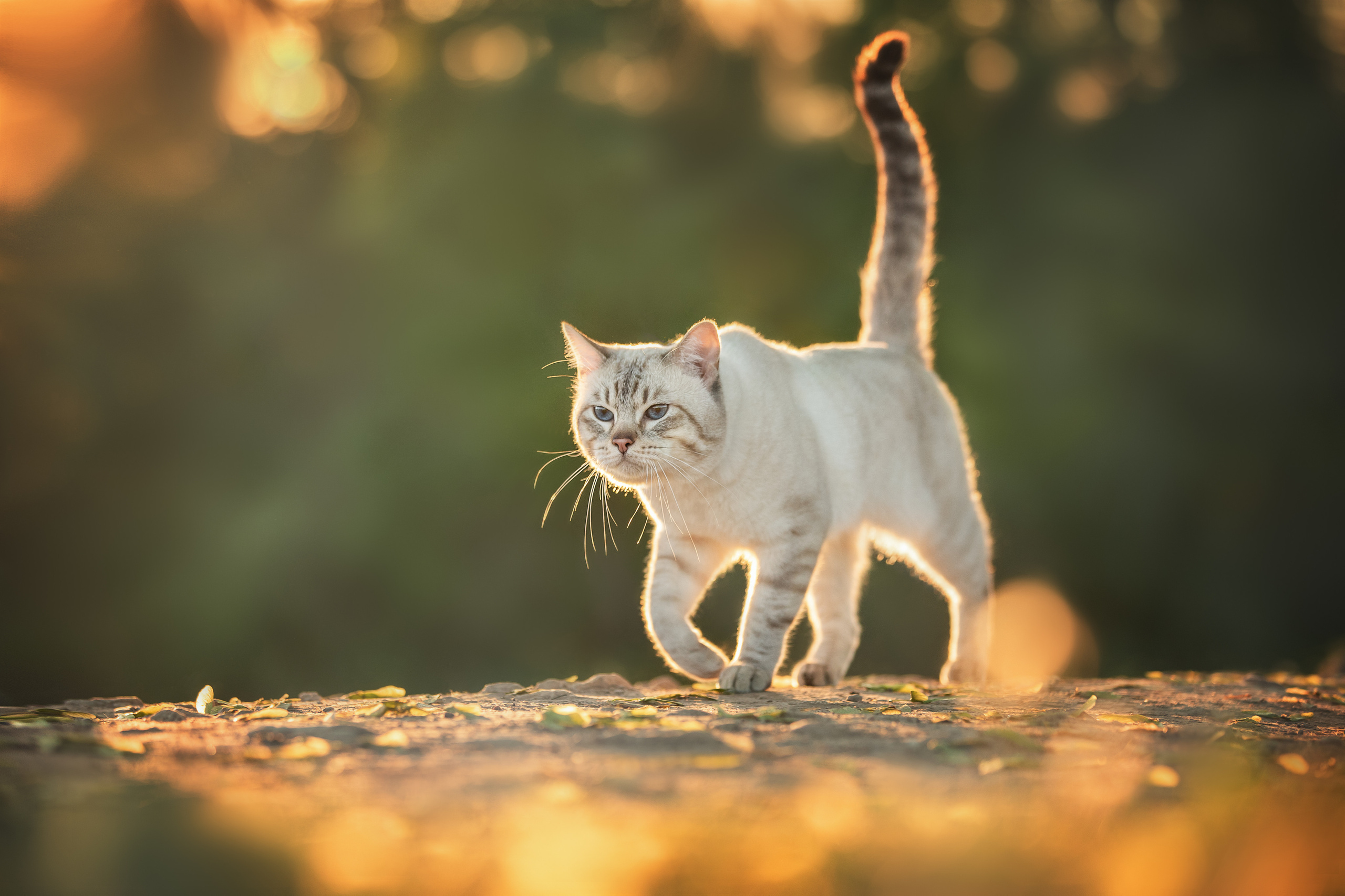 Питомник тайских кошек в Санкт-Петербурге Noyland