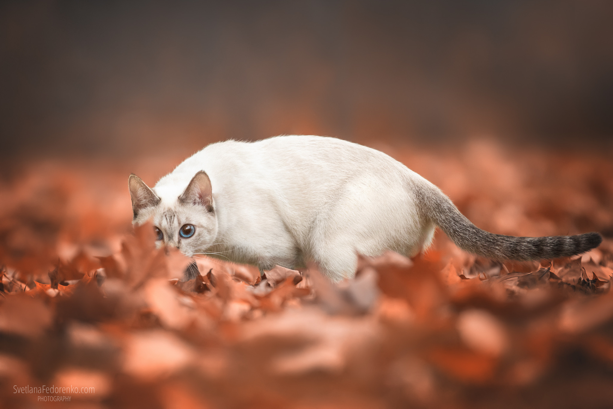 Питомник тайских кошек в Санкт-Петербурге Noyland