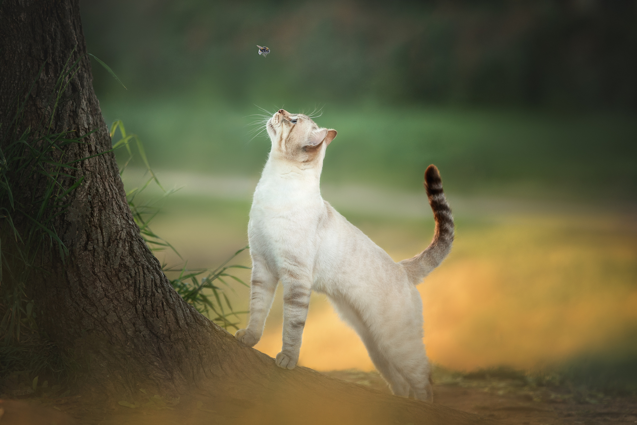 Питомник тайских кошек в Санкт-Петербурге Noyland