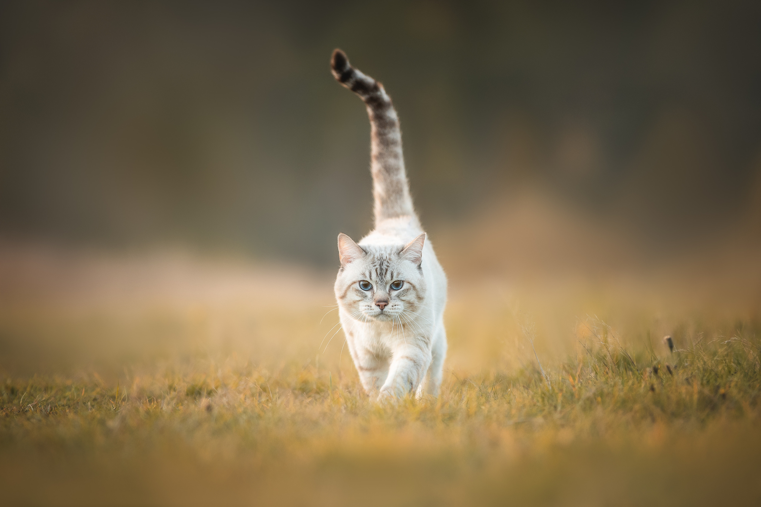 Питомник тайских кошек в Санкт-Петербурге Noyland