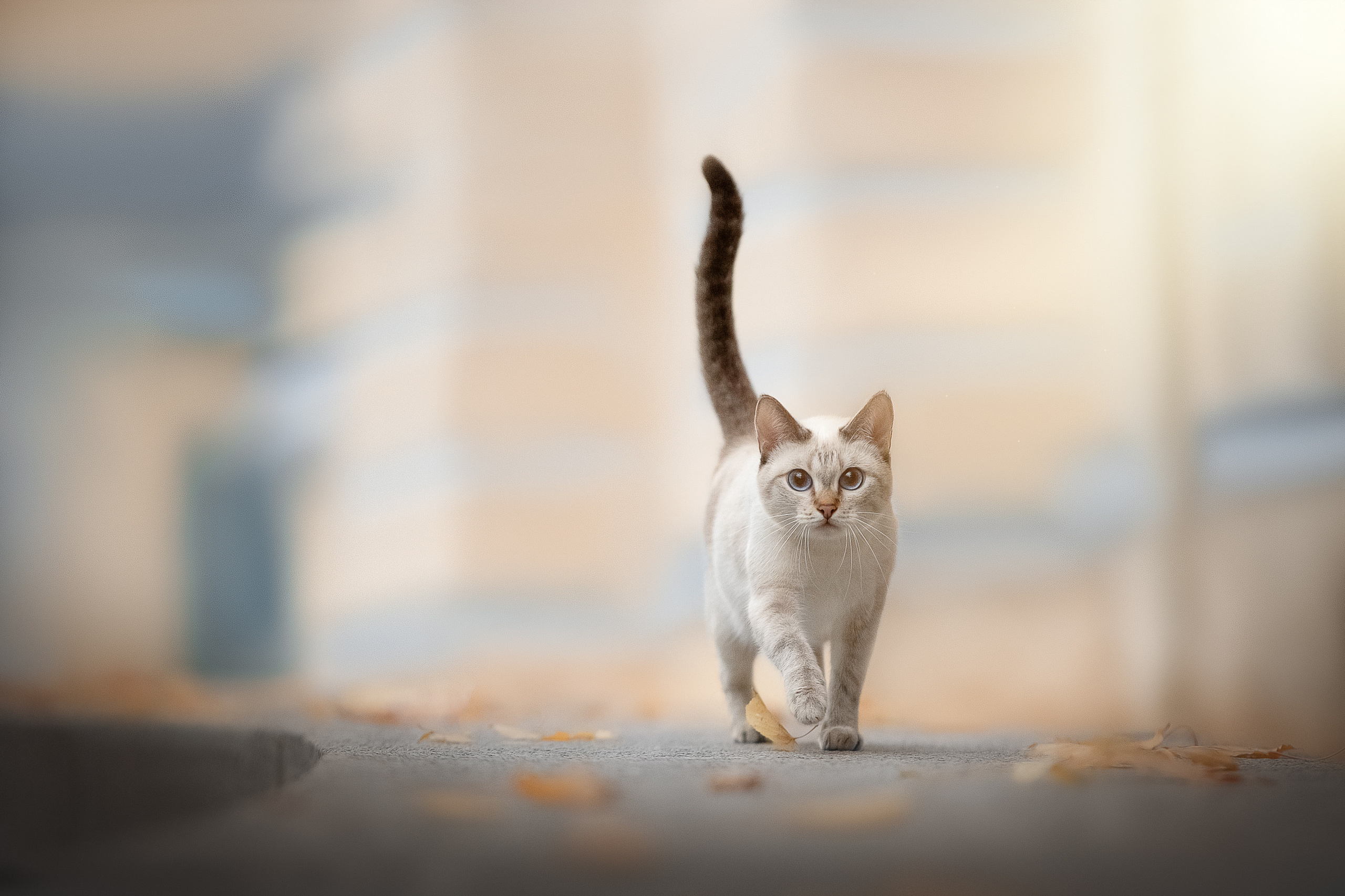 Питомник тайских кошек в Санкт-Петербурге Noyland