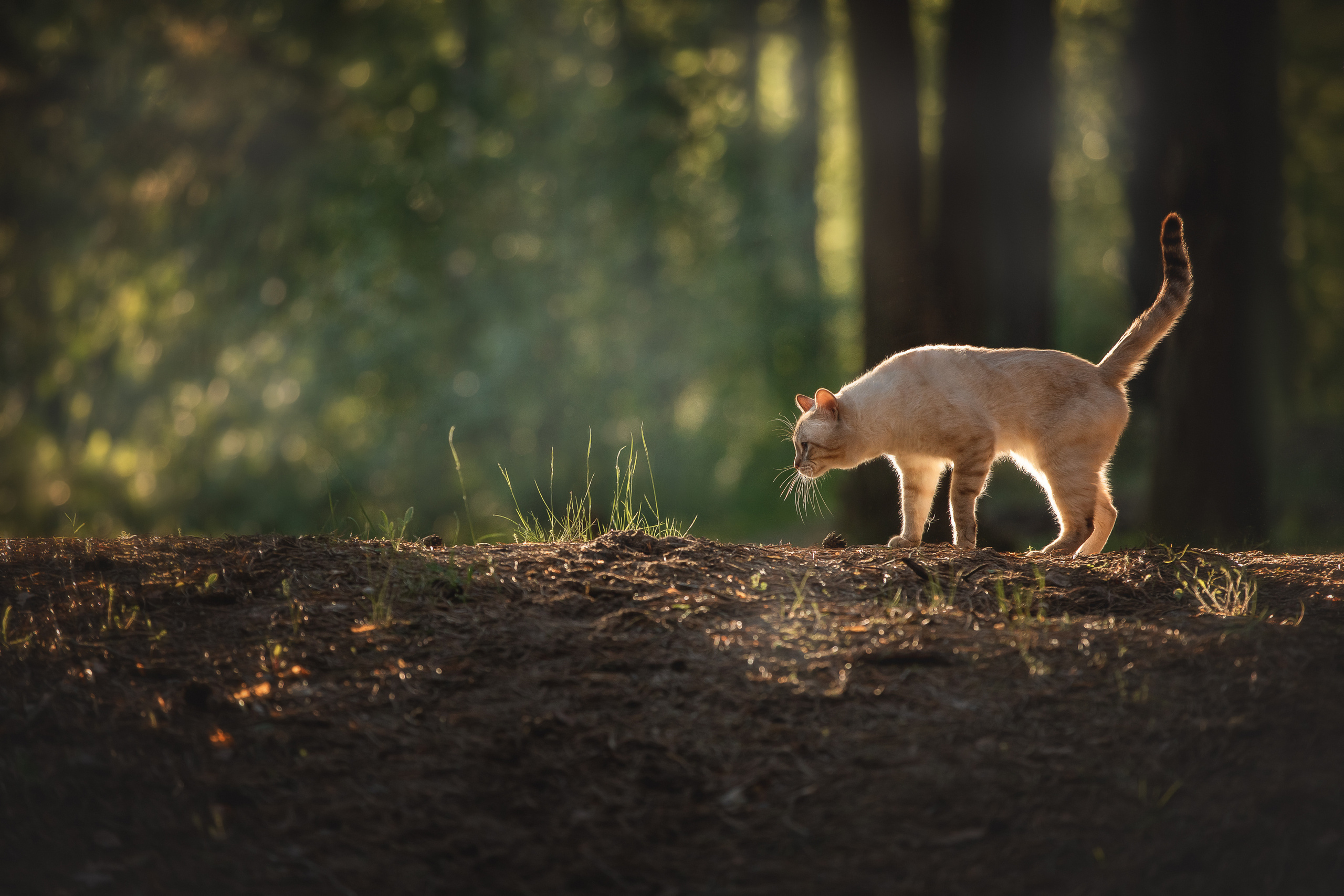 Питомник тайских кошек в Санкт-Петербурге Noyland