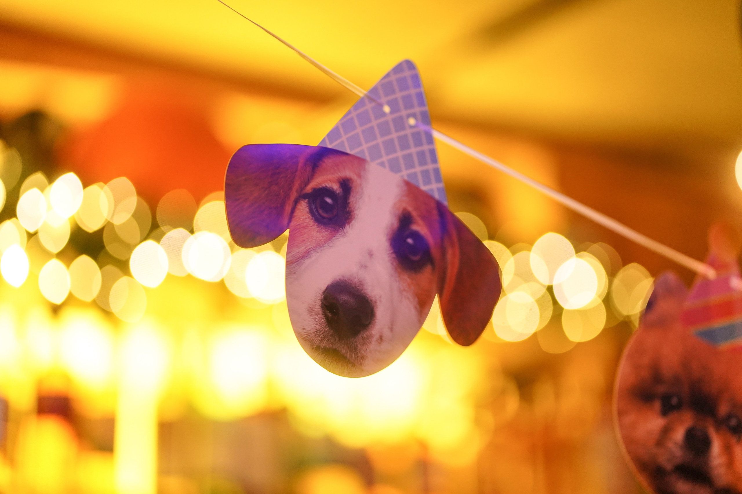 Бар Собаки в тумане. Фотограф