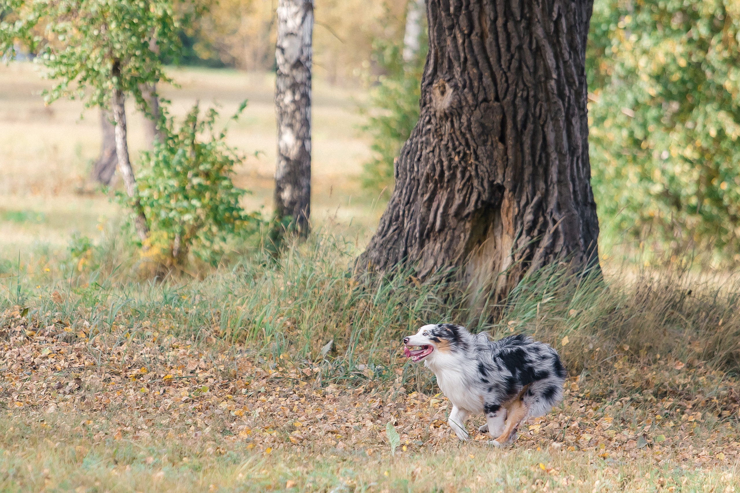 Аусси Дэймон. Свадебный и женский фотограф
