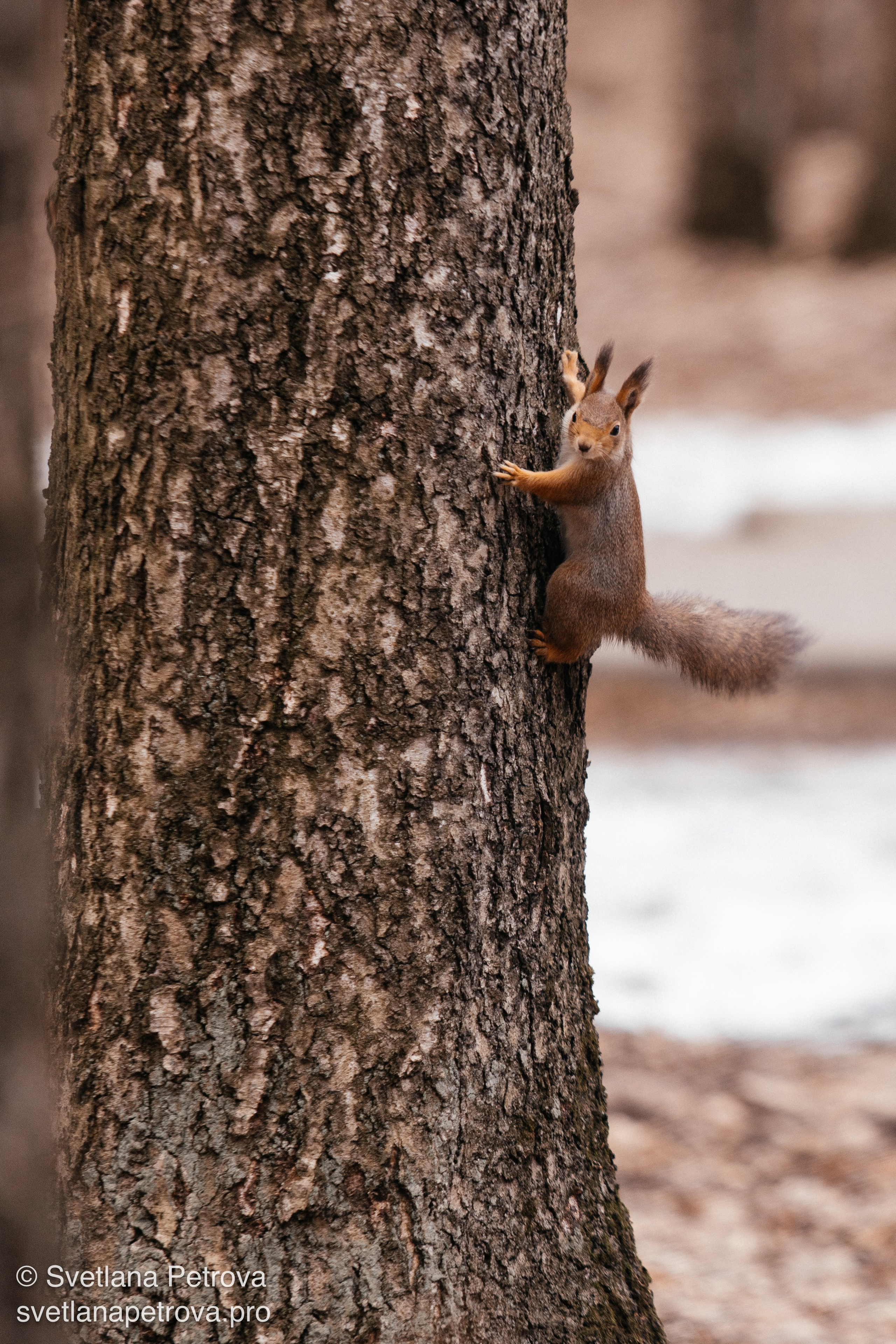 Белочки. Весна 2026. Фотограф Светлана Петрова