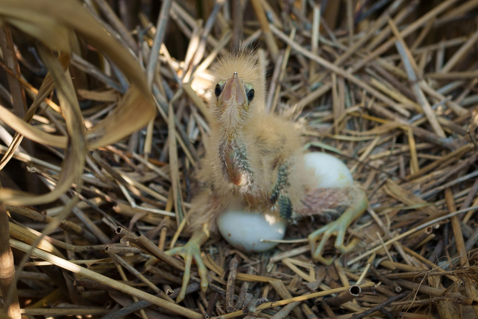 Удивительные мир птиц. Вокруг нас столько прекрасного — присмотритесь!. Ваш личный фотограф Марина Волкова