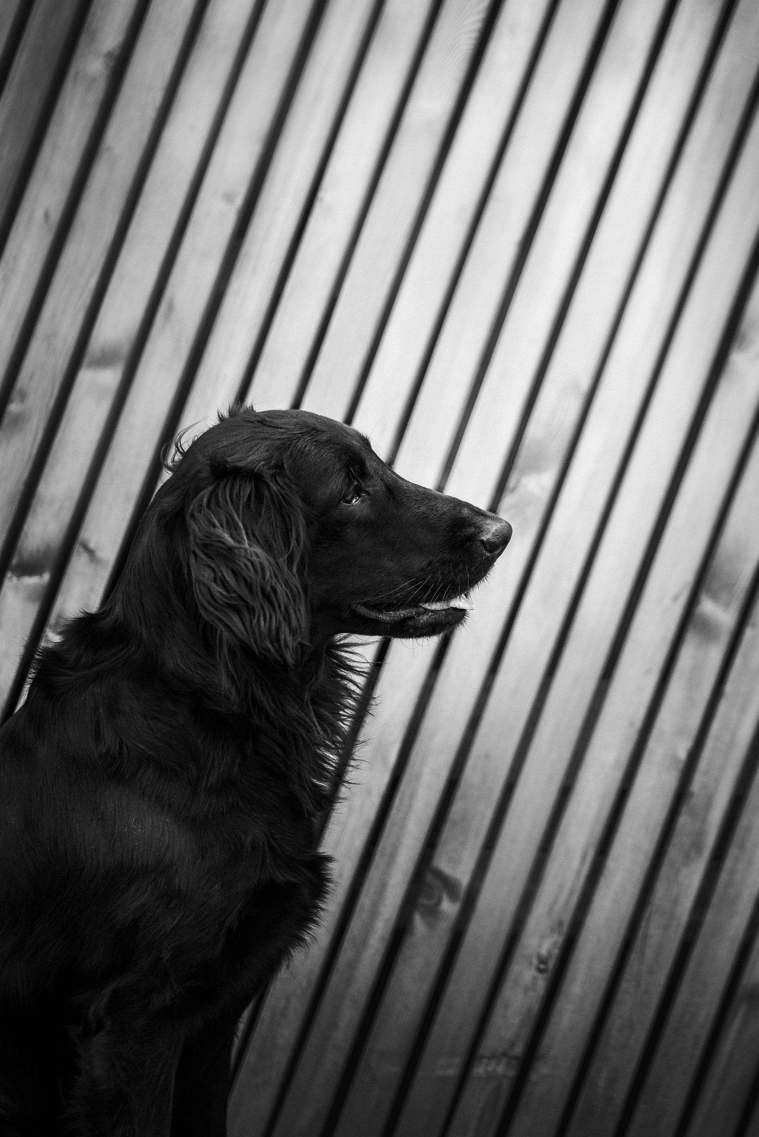 Юля, Стёпа и Мята. Фотограф-анималист Анастасия Парфенова|Екатеринбург