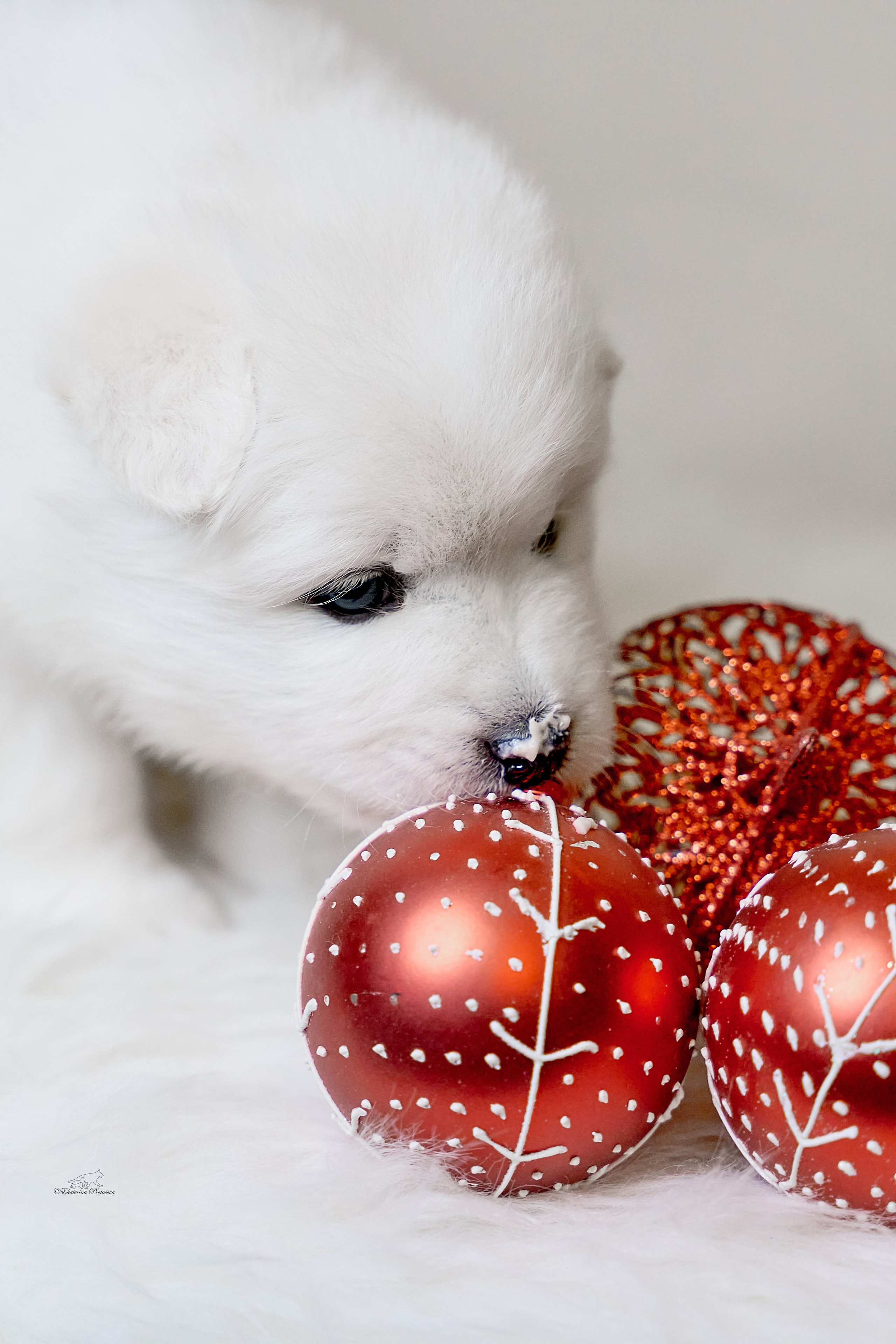 Самоедики. Фотограф-анималист в Иркутске