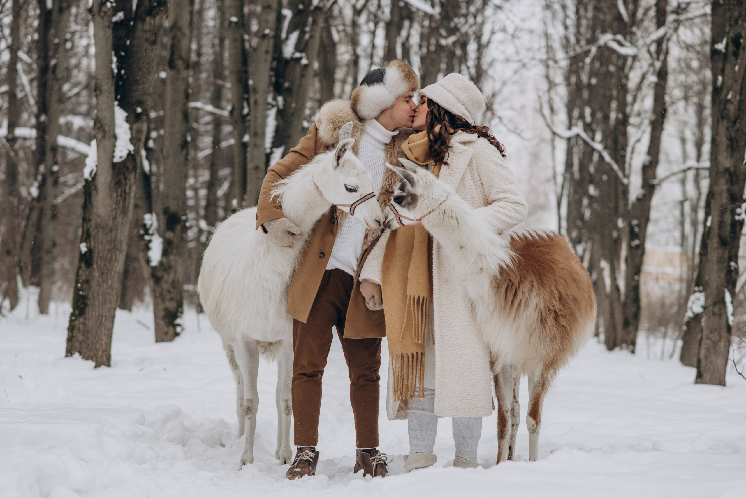 Зимняя фотосессия с Альпаками. Свадебный фотограф в Дмитрове