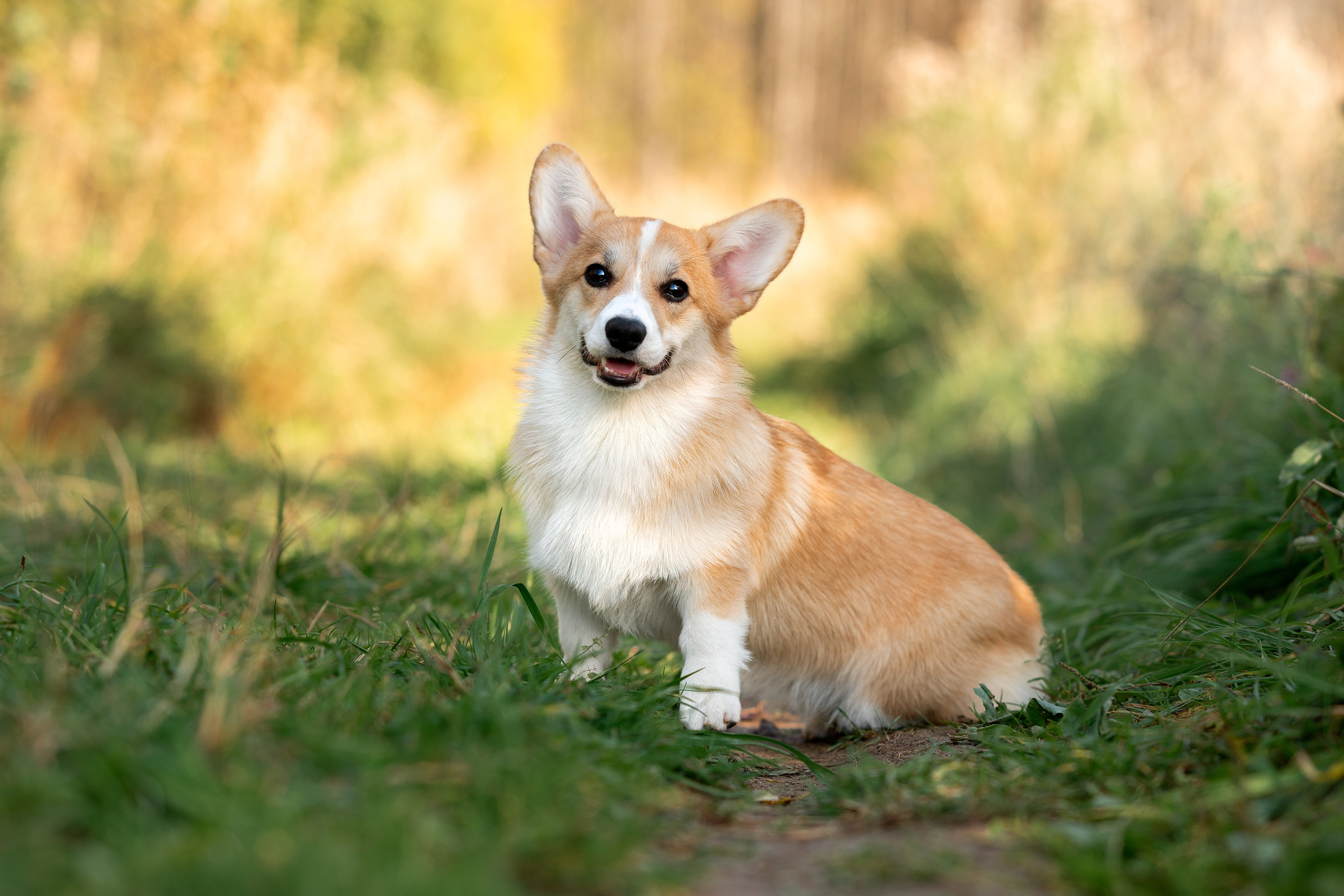 Заводчик Ольга Кушкина. Творческий фотограф Вологда