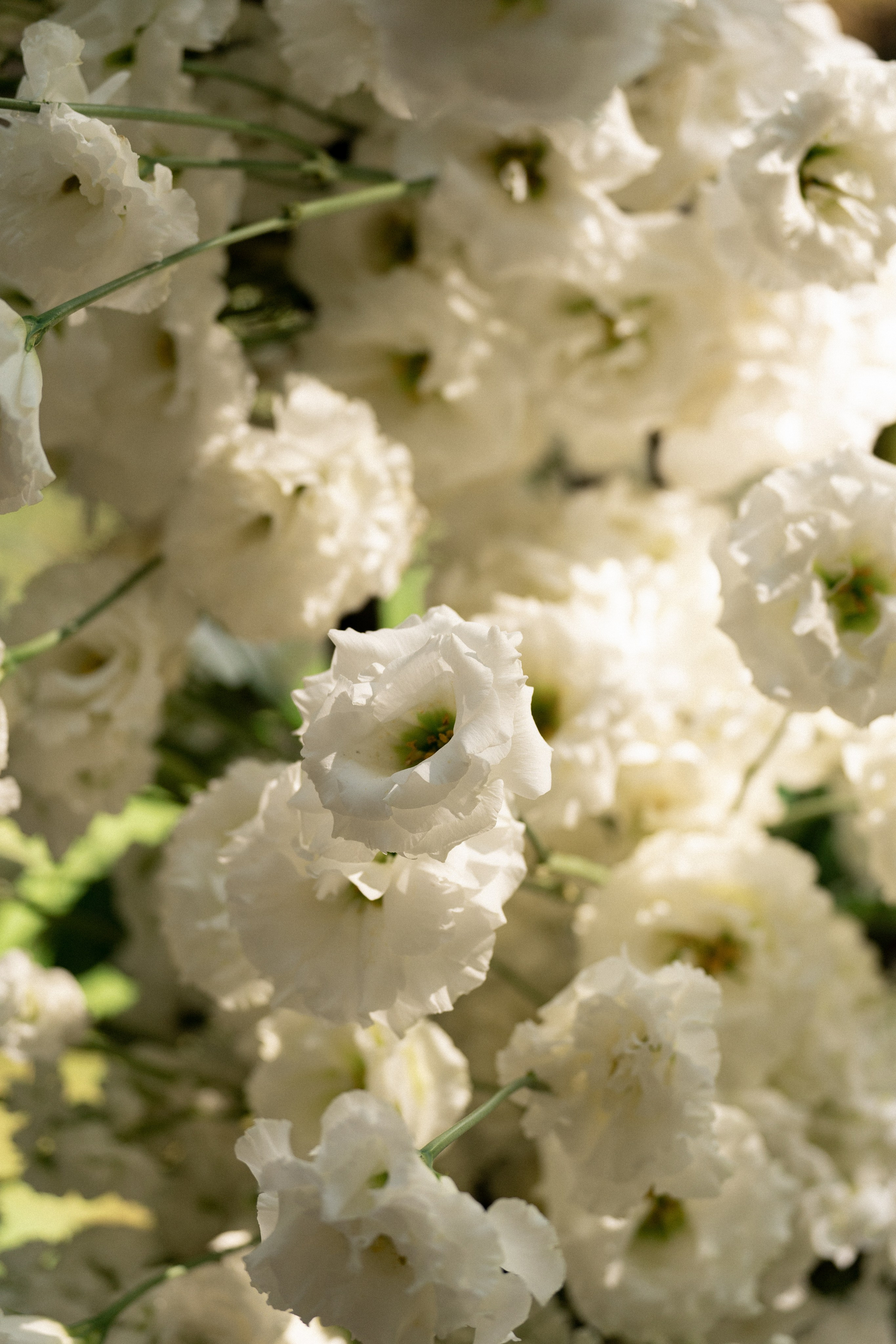 Кирилл и Дарья. Свадебный и семейный фотограф Ракитин Илья