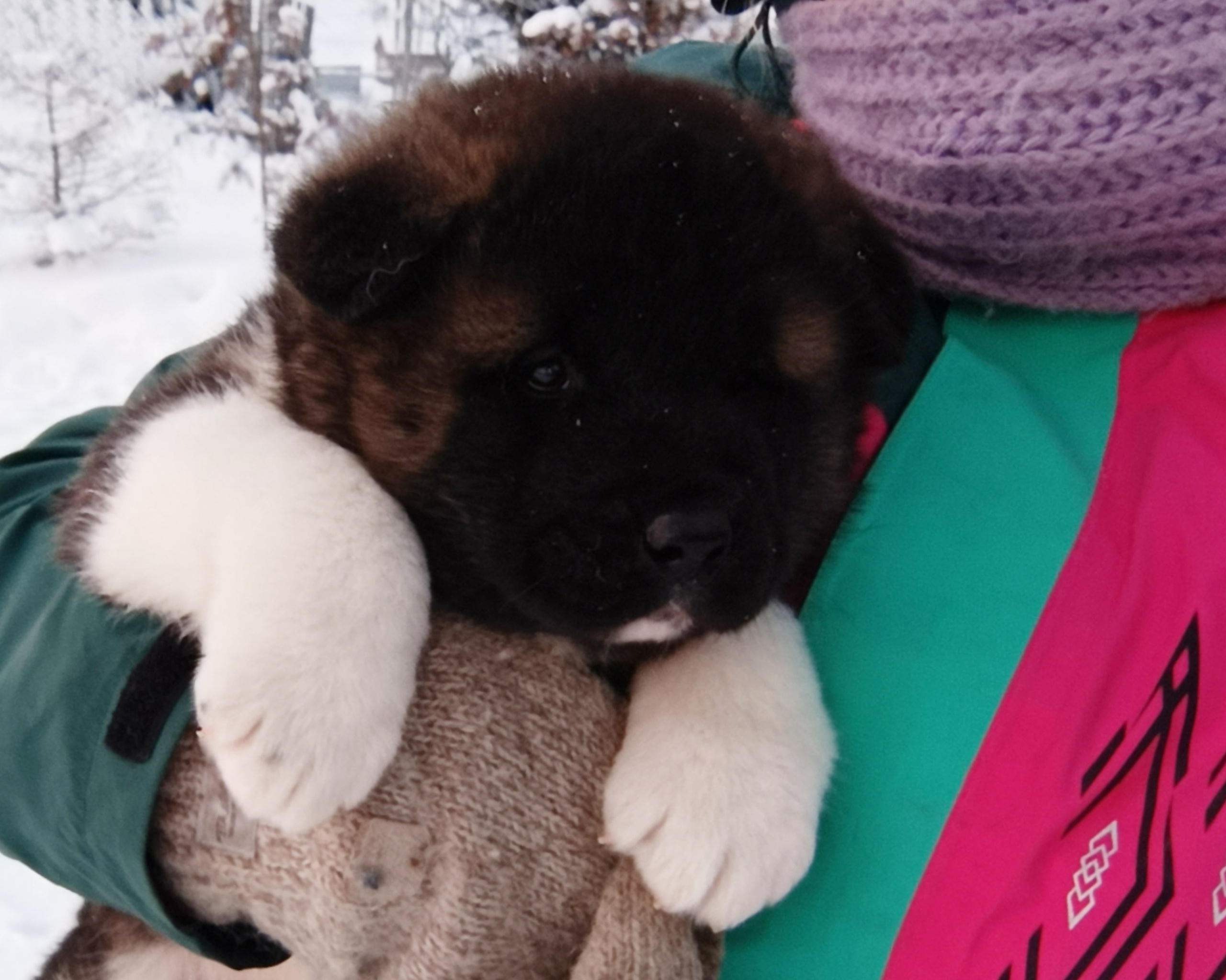 Rubylight Ctsar'. Американская акита I Сиба ину I Питомник RUBYLIGHT