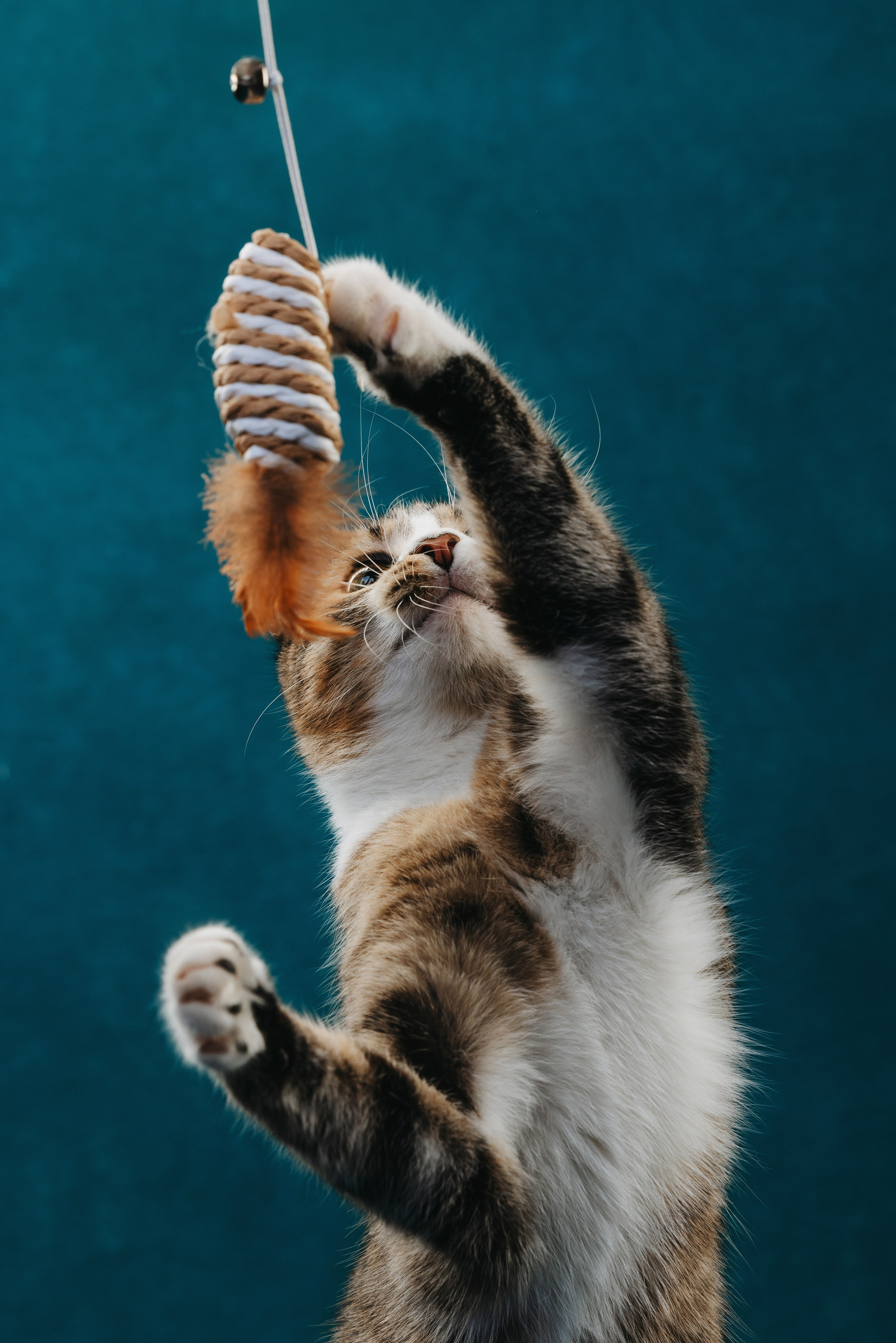 Коты Сет и Квентин. Фотограф анималист Осипчикова Мария