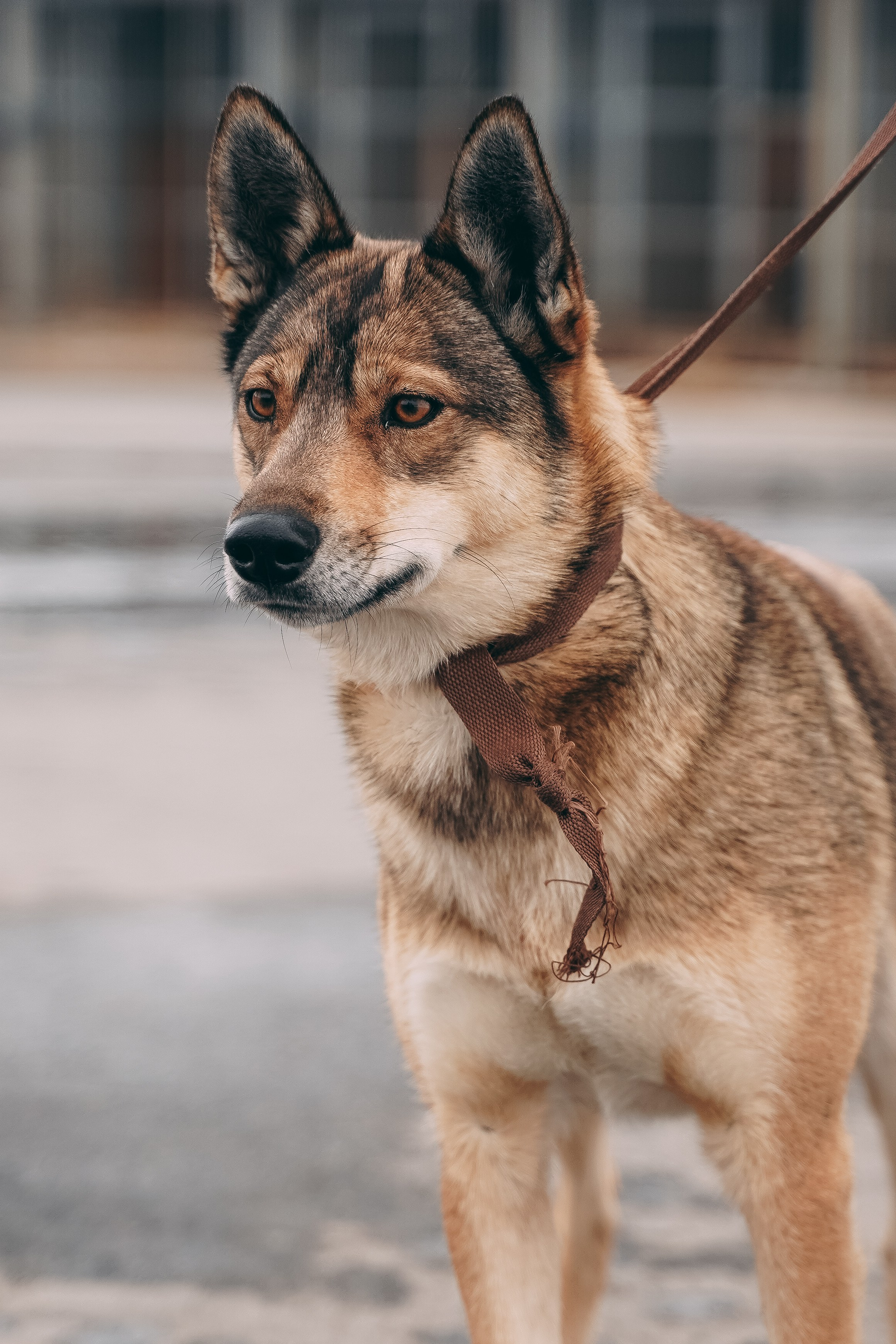 Съемка для благотворительного фонда «Дог 24». Фотограф-анималист, портретный фотограф в Чебоксарах Мария Садыкова