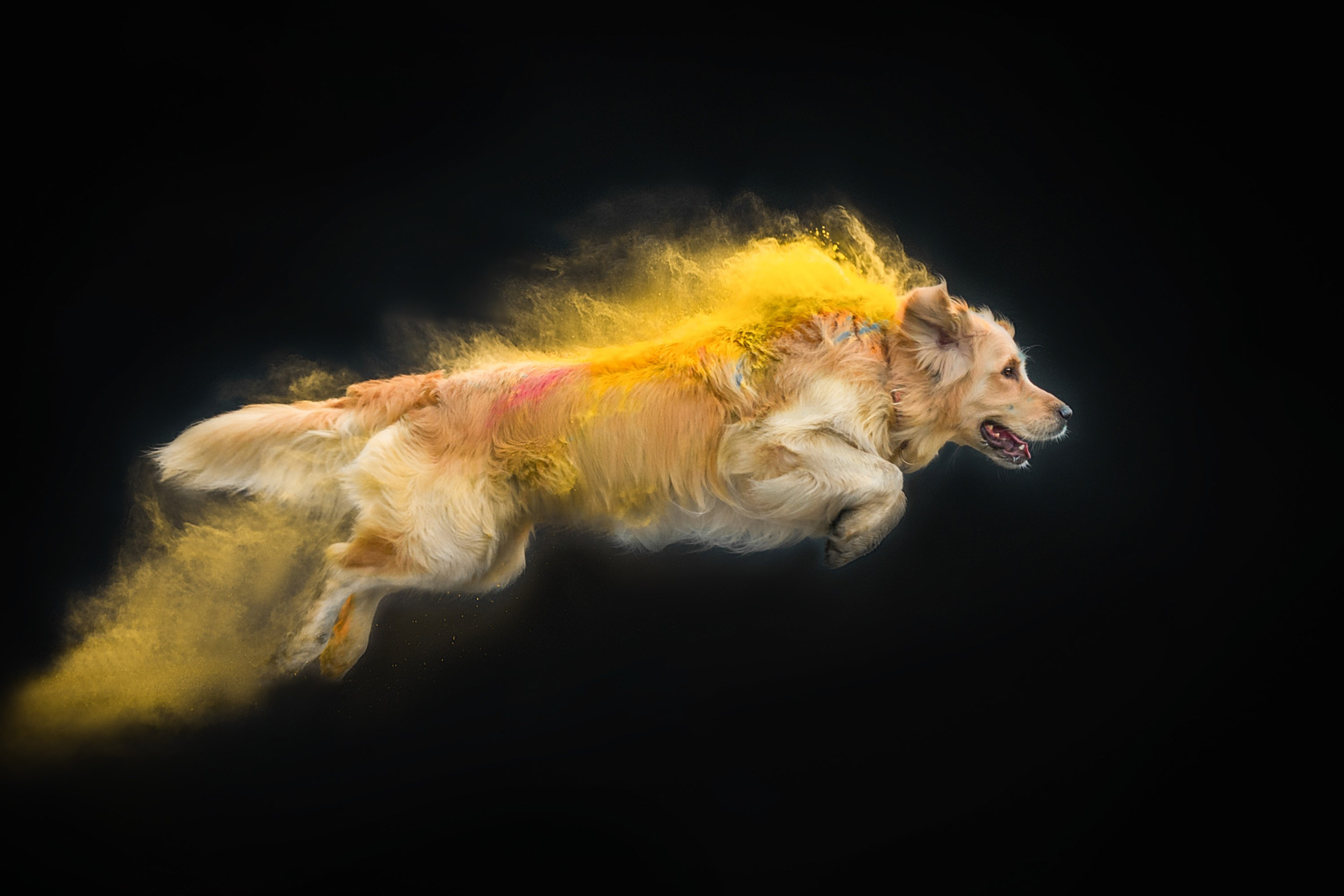 Краски холи. Фотограф-анималист Анастасия Парфенова|Екатеринбург