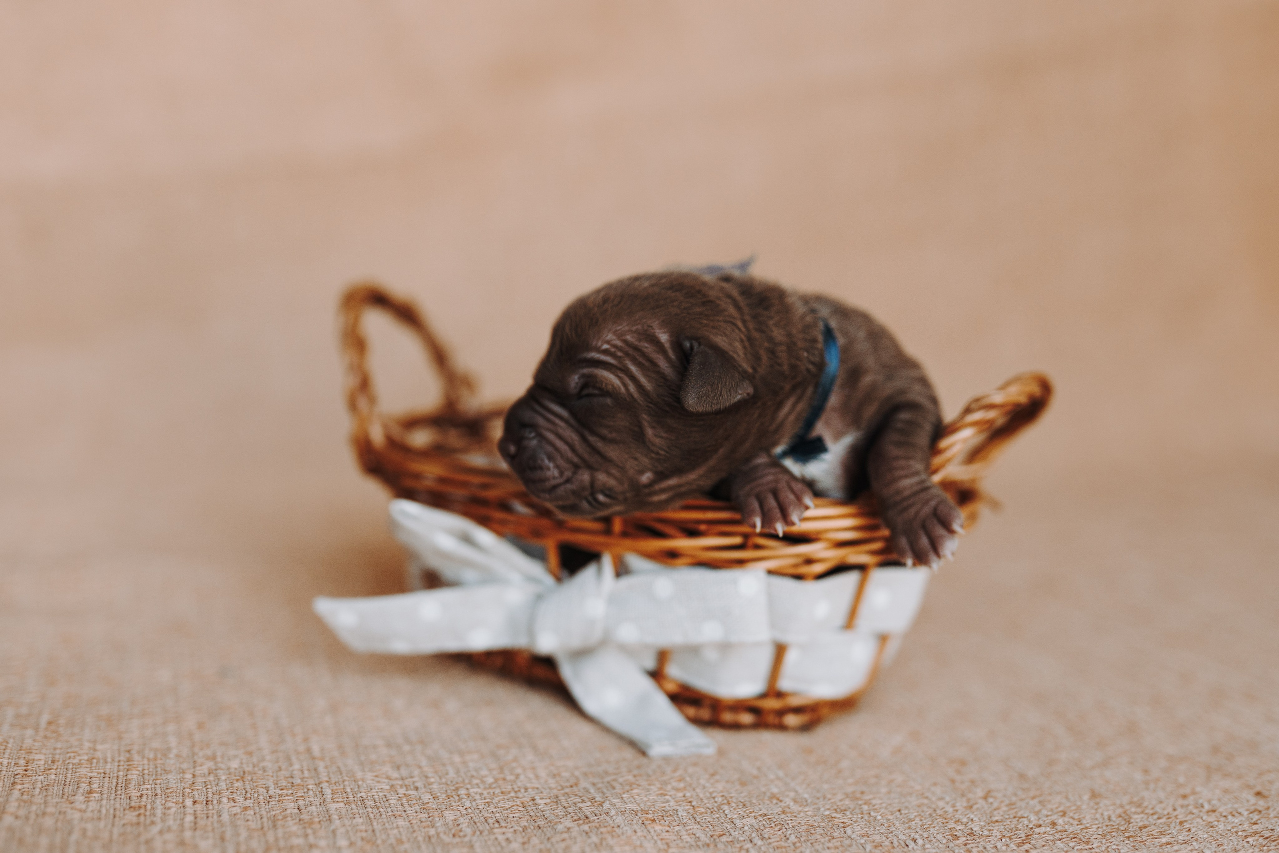 Прайтеры. Фотограф анималист Осипчикова Мария