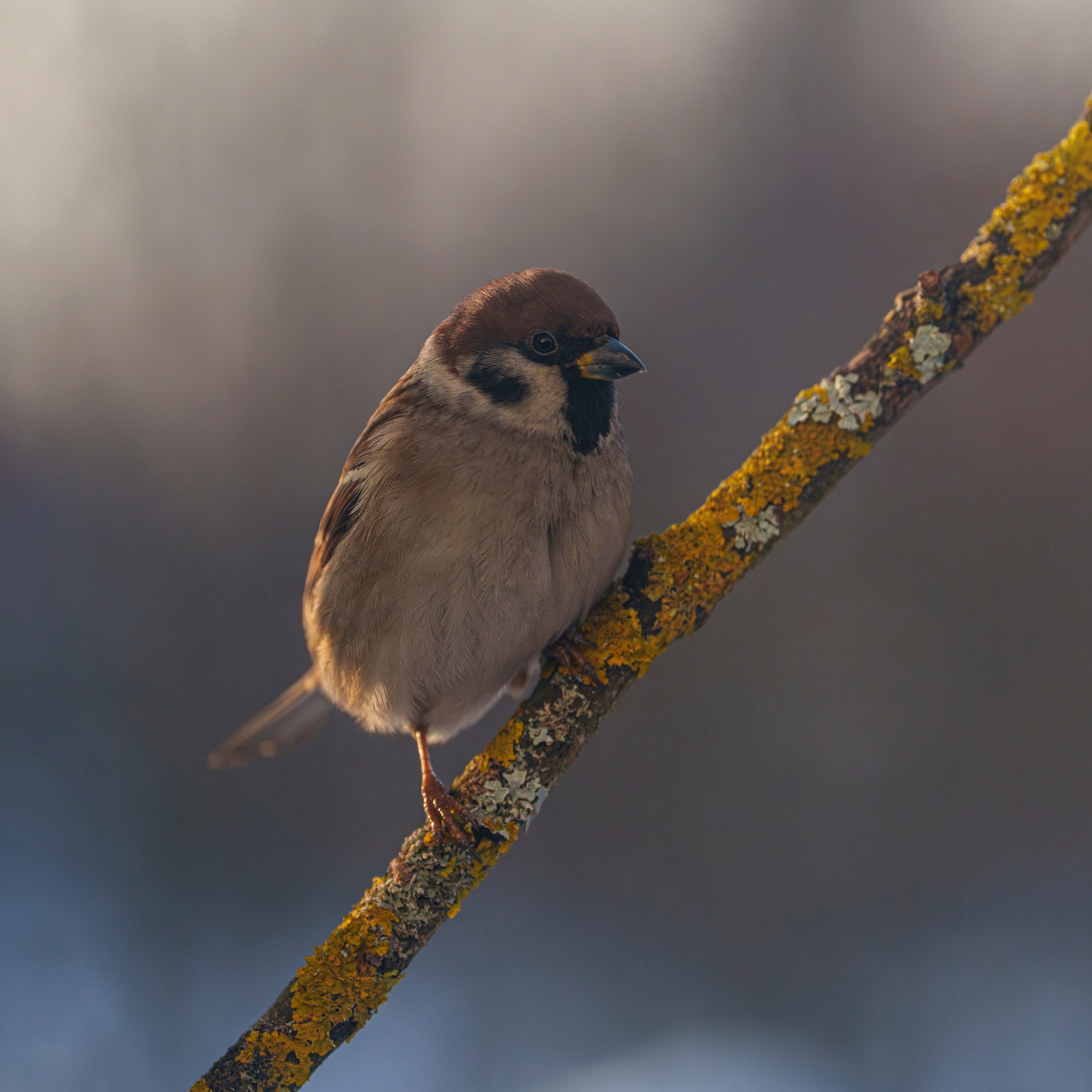 Animals — Животные