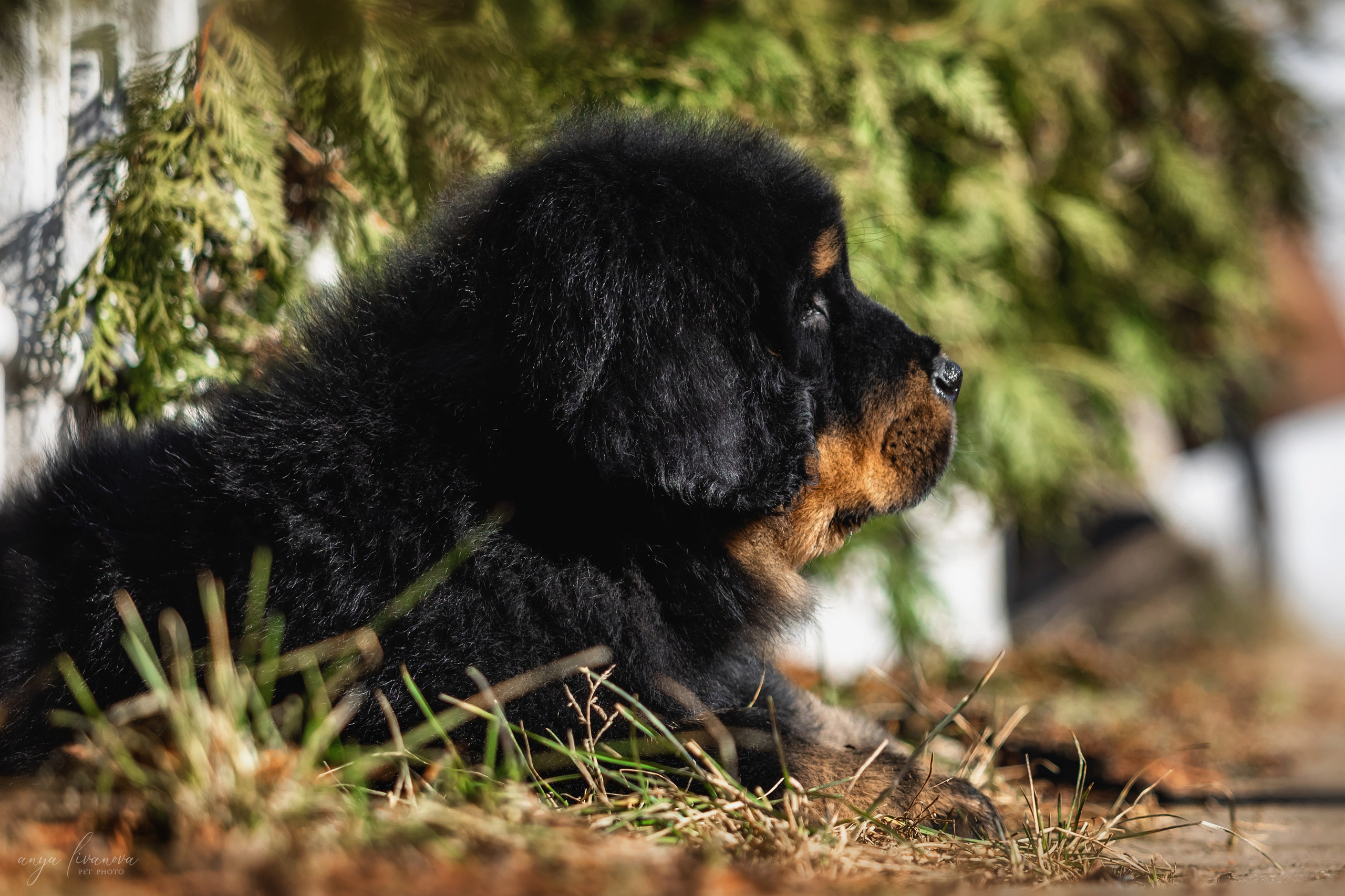 Тибеты. Фотограф анималист Аня Ливанова | Рыбинск