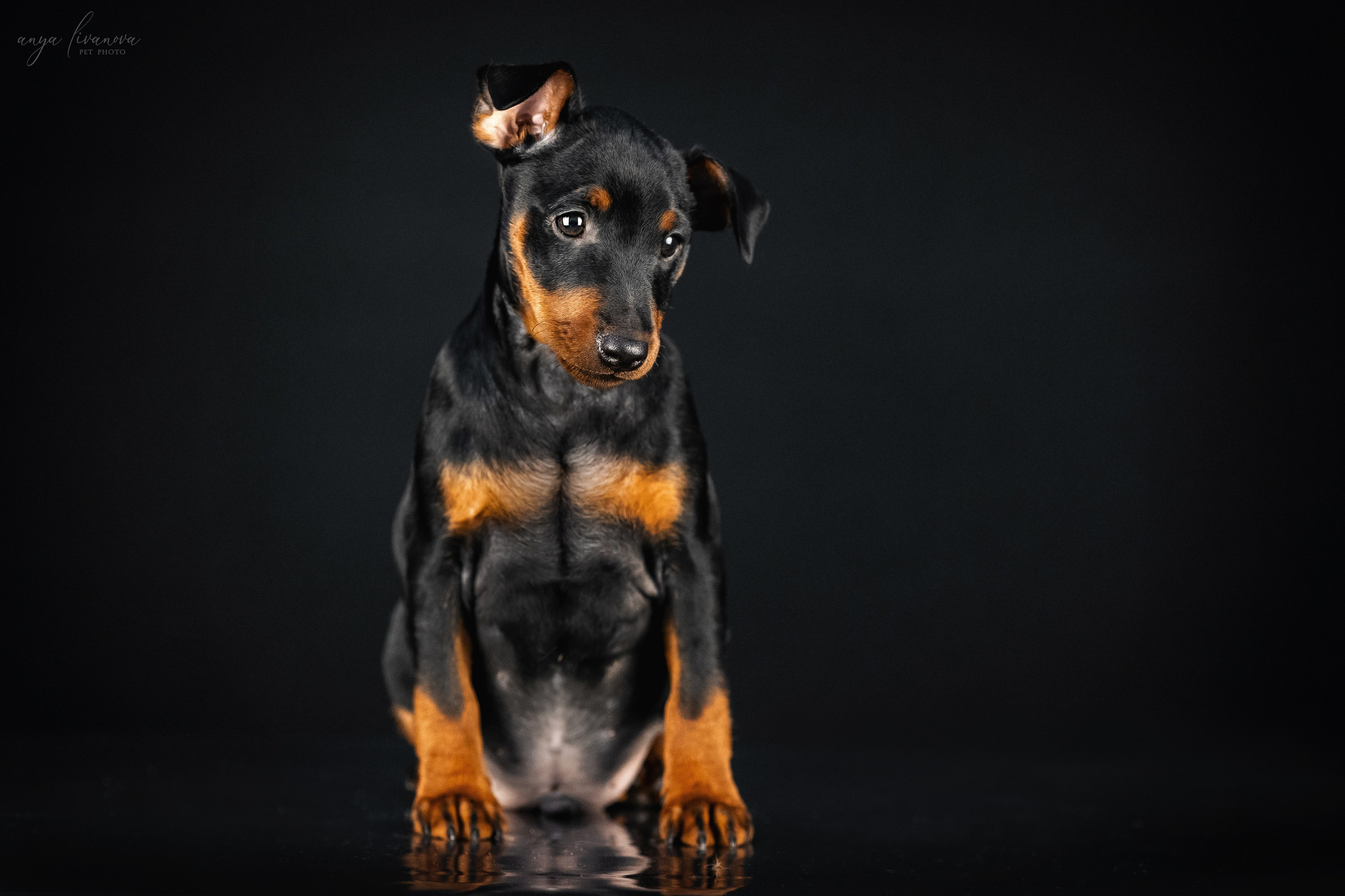 Пинчерята. Фотограф анималист Аня Ливанова | Рыбинск